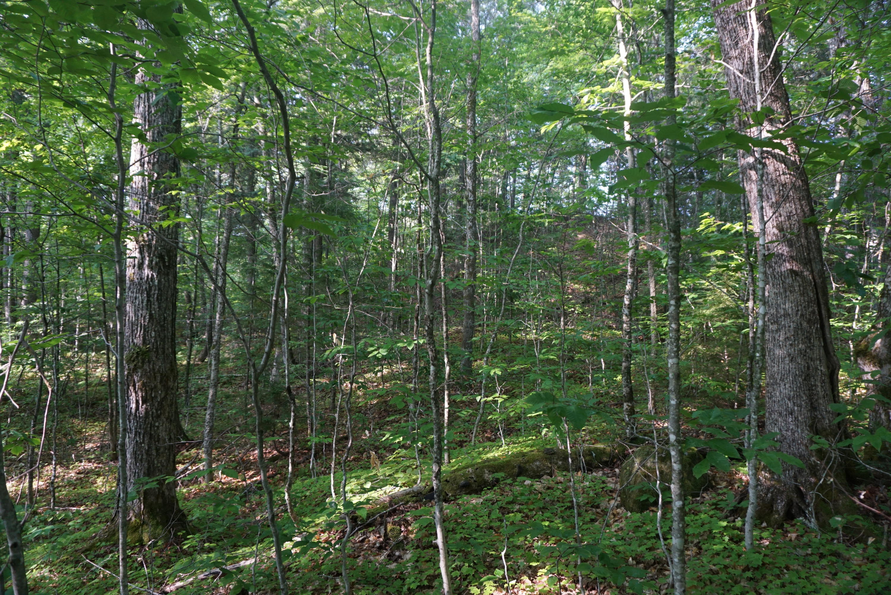 44-b Muzzy Camp Road Greenville ME 04441