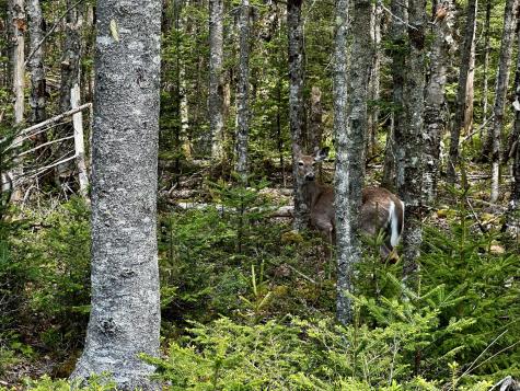 Lot 15 Collins Cove Road Machiasport ME 04655