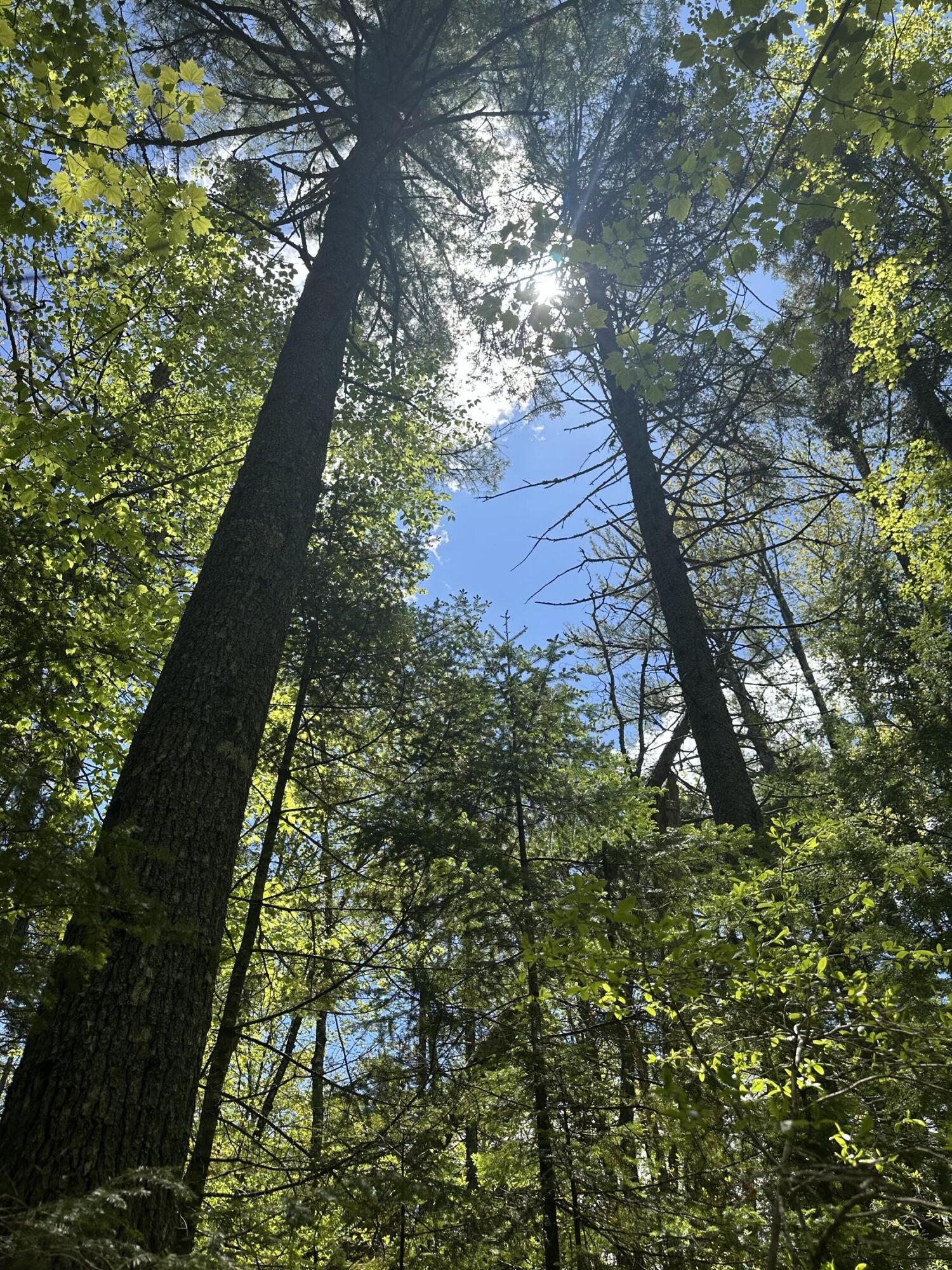 LOT#10 Shamrock Lane Damariscotta ME 04543