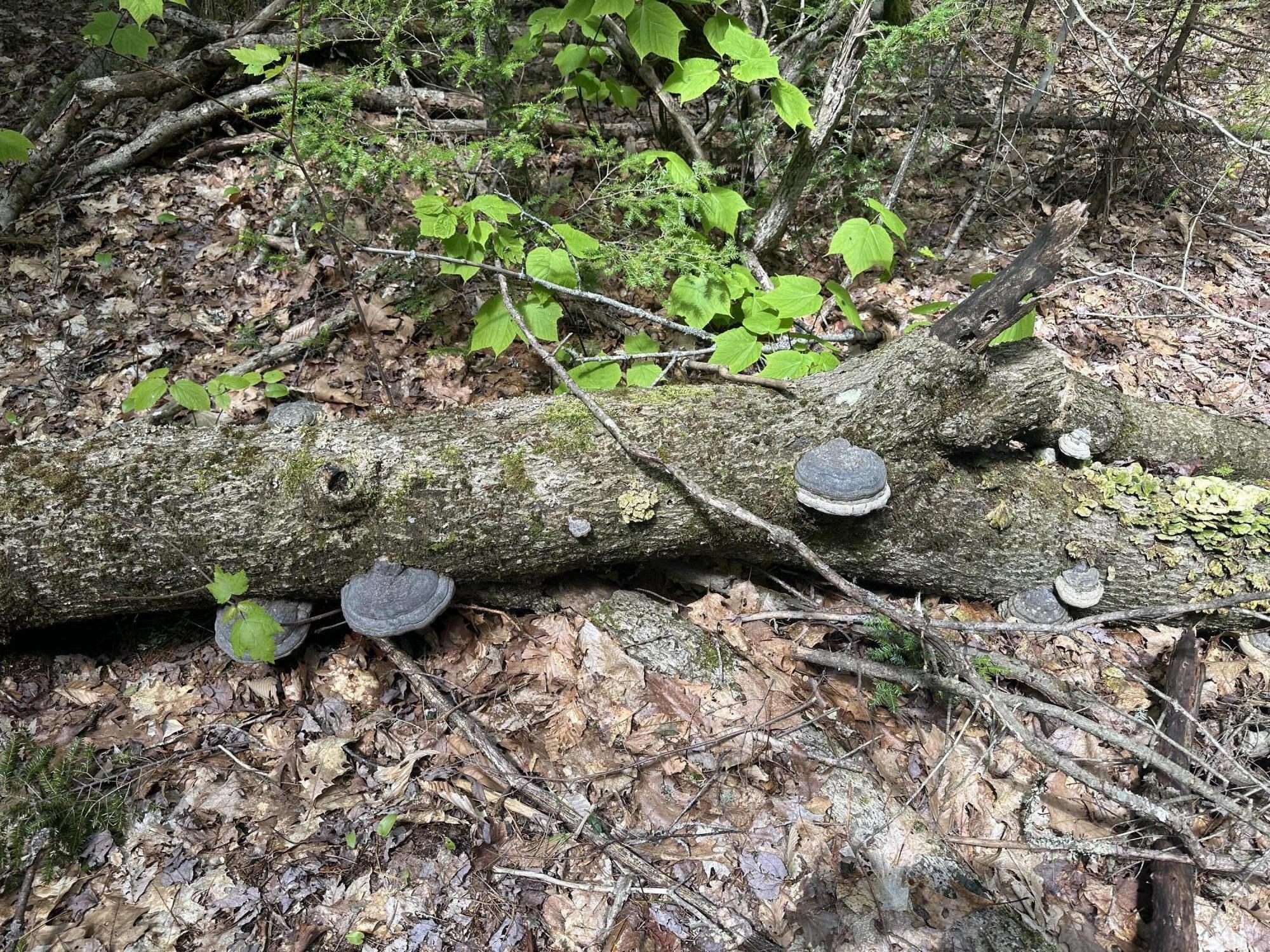 LOT#10 Shamrock Lane Damariscotta ME 04543