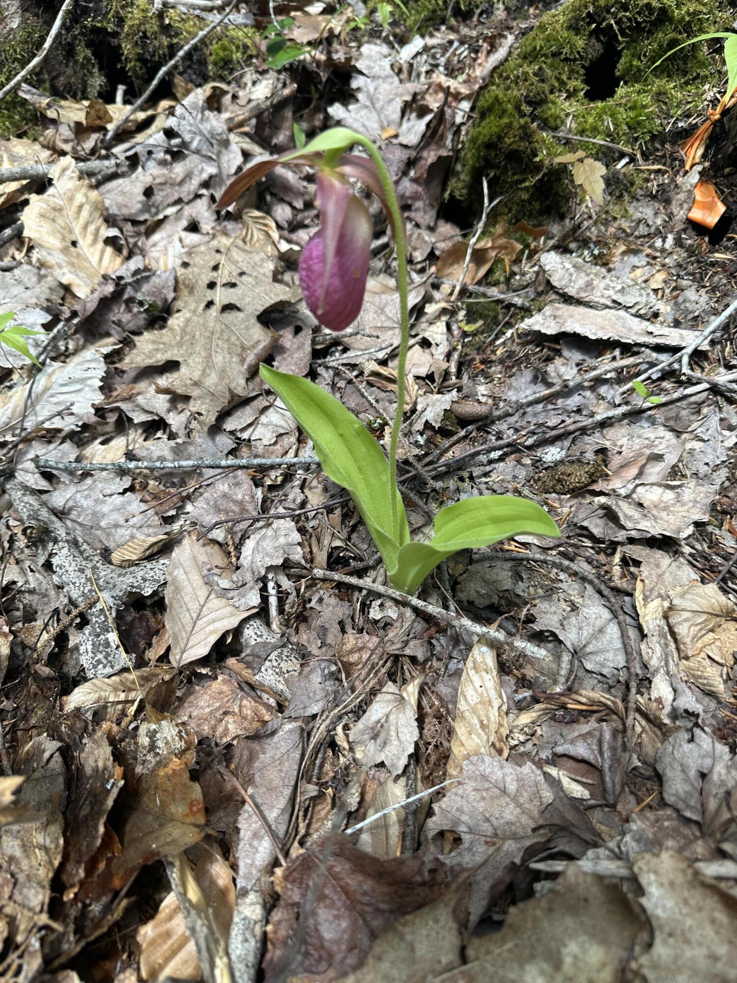 LOT#10 Shamrock Lane Damariscotta ME 04543