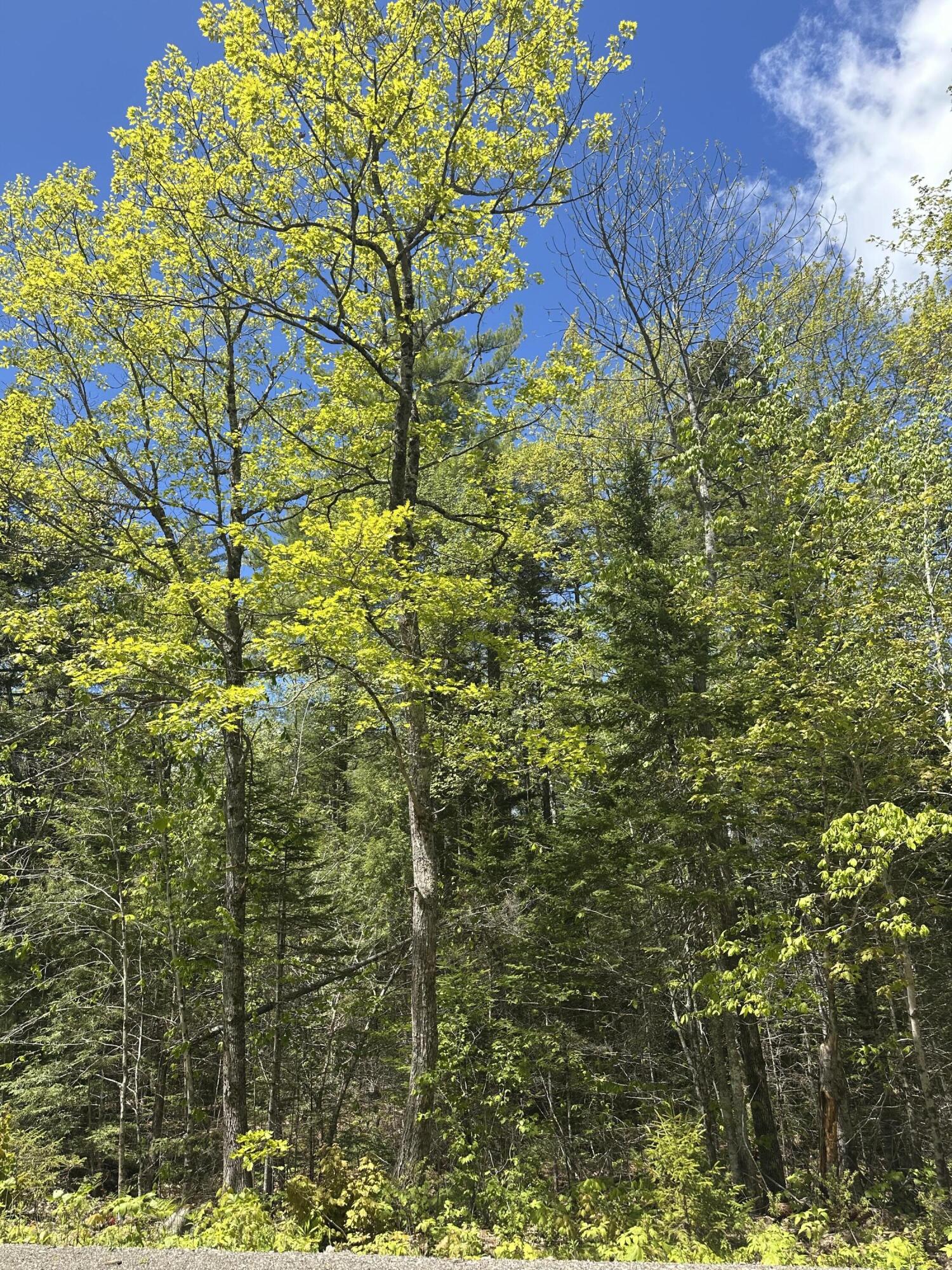 LOT#10 Shamrock Lane Damariscotta ME 04543