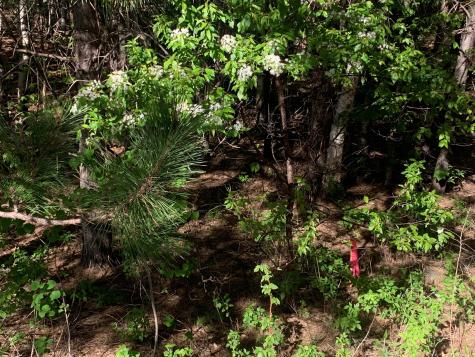 Lot 24 Grand View Drive Dedham ME 04429