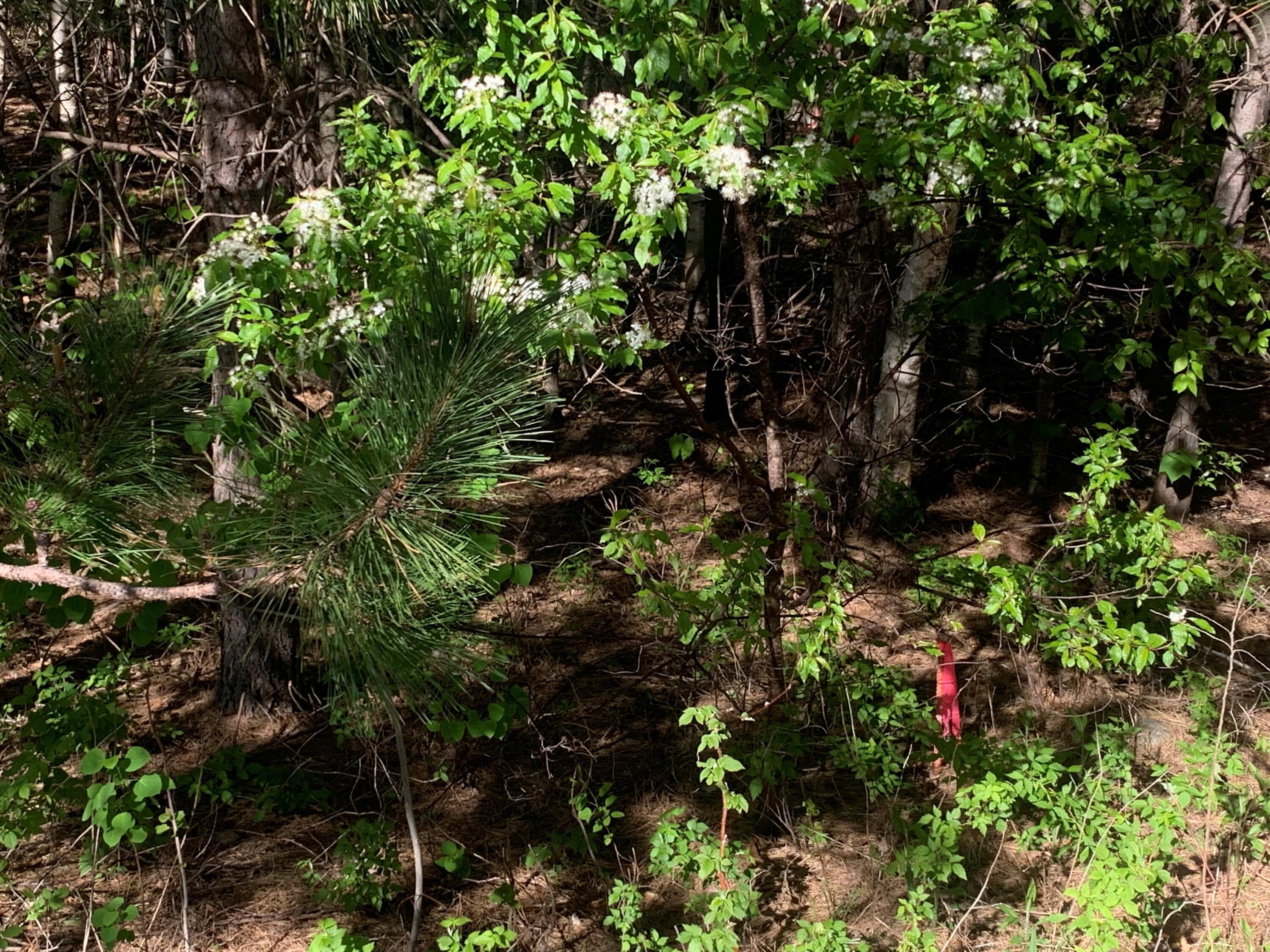 Lot 24 Grand View Drive Dedham ME 04429