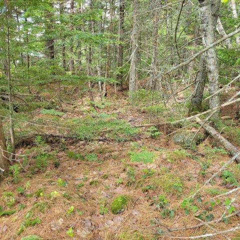 15, 15.1 Wadleigh Pond Road T4 Indian Purchase Twp ME 04462
