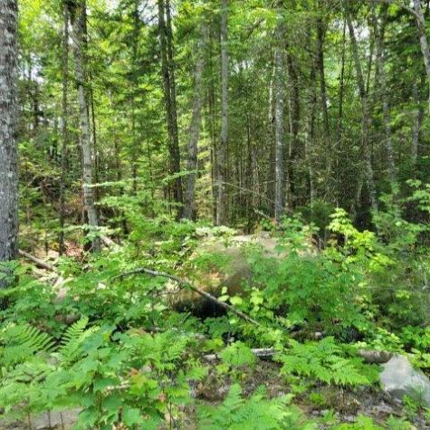 15, 15.1 Wadleigh Pond Road T4 Indian Purchase Twp ME 04462
