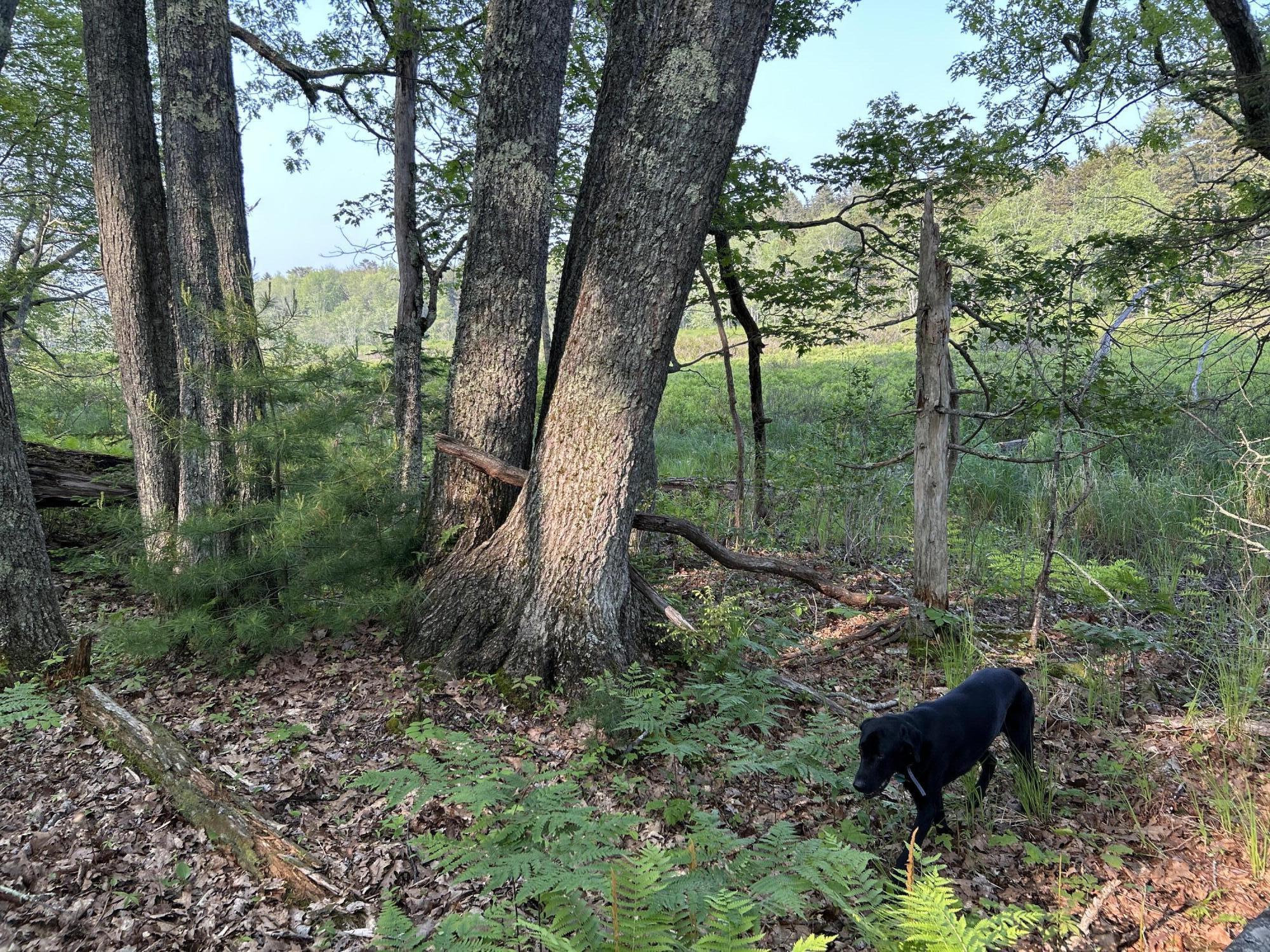 M6L53 Bristol Road Bristol ME 04539