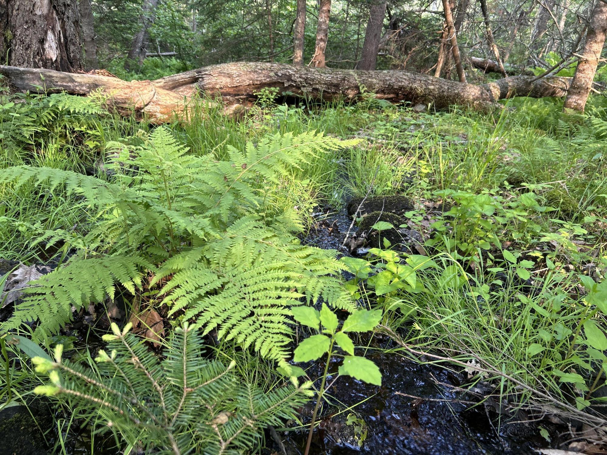 M6L53 Bristol Road Bristol ME 04539