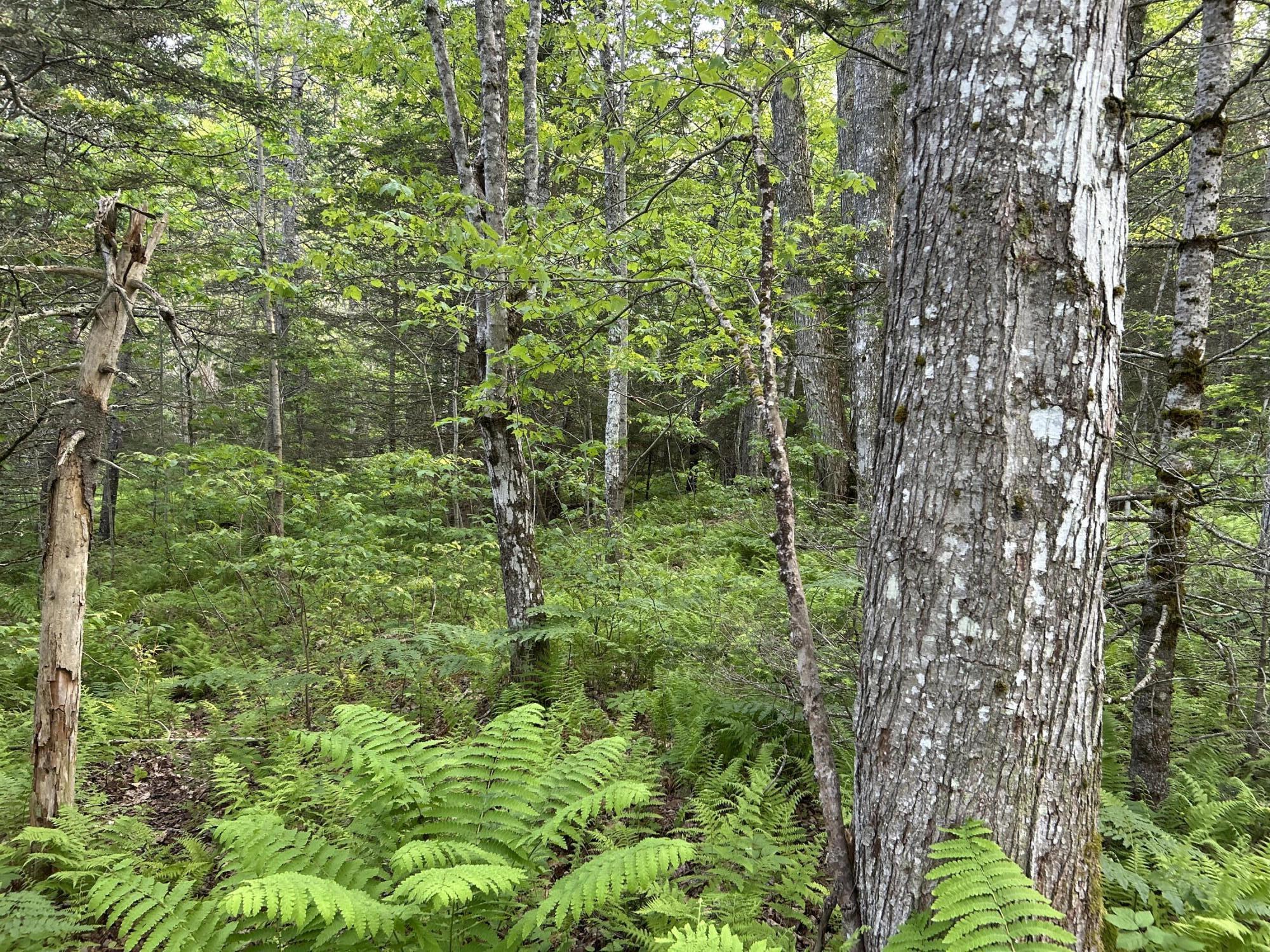 M6L53 Bristol Road Bristol ME 04539