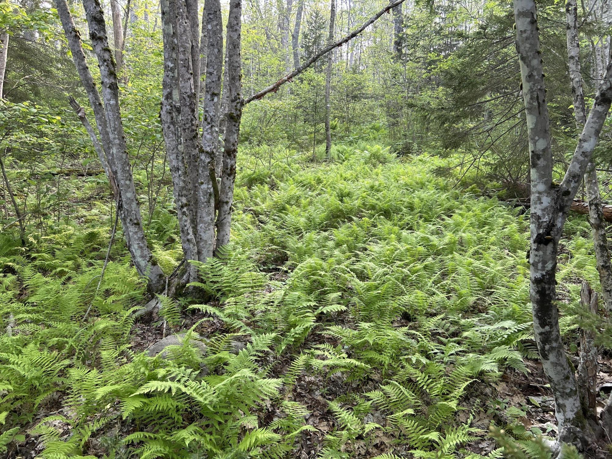 M6L53 Bristol Road Bristol ME 04539