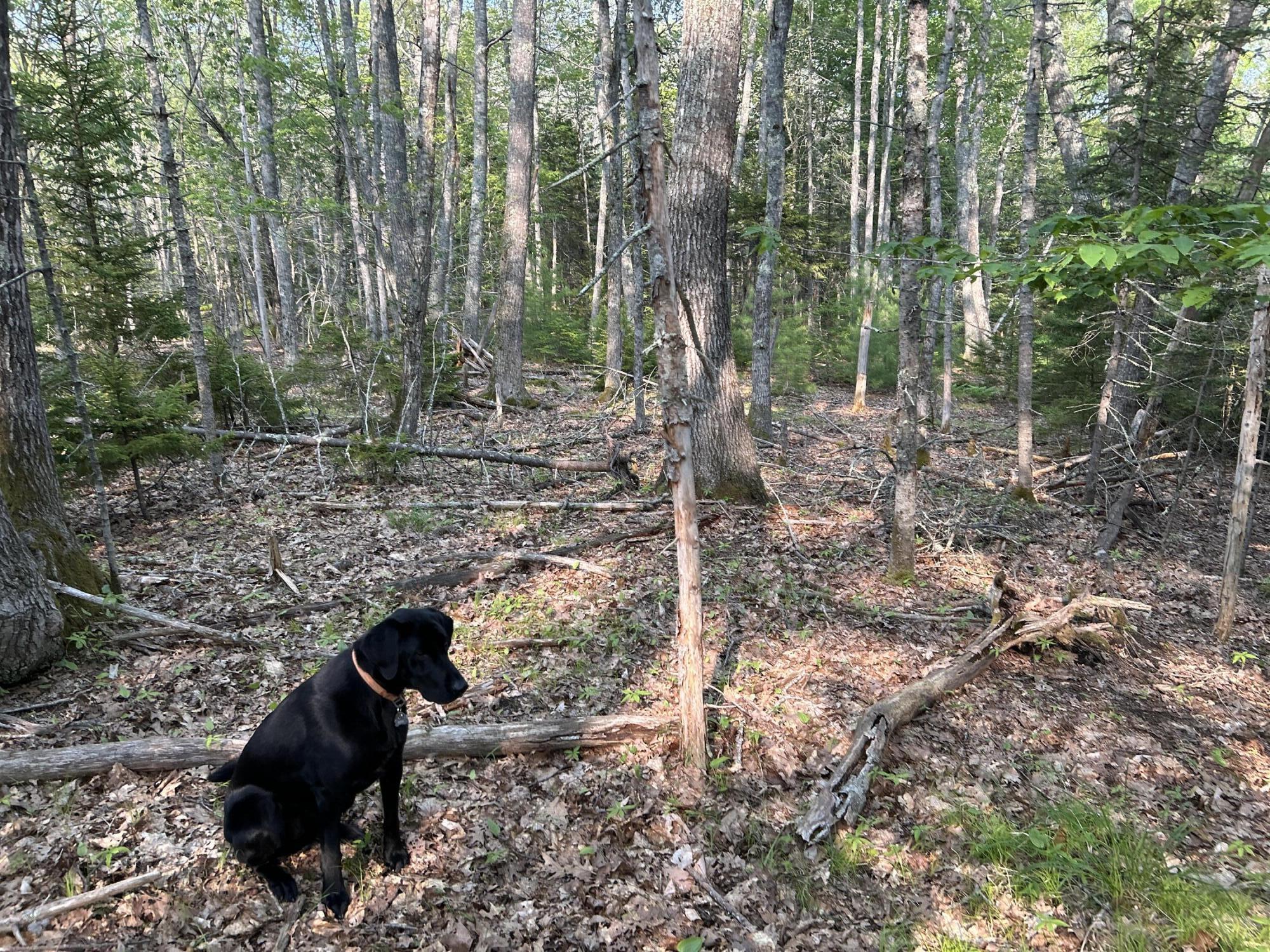 M6L53 Bristol Road Bristol ME 04539