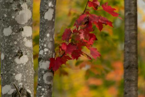 Lot 69 Cyr Road Mount Chase ME 04765