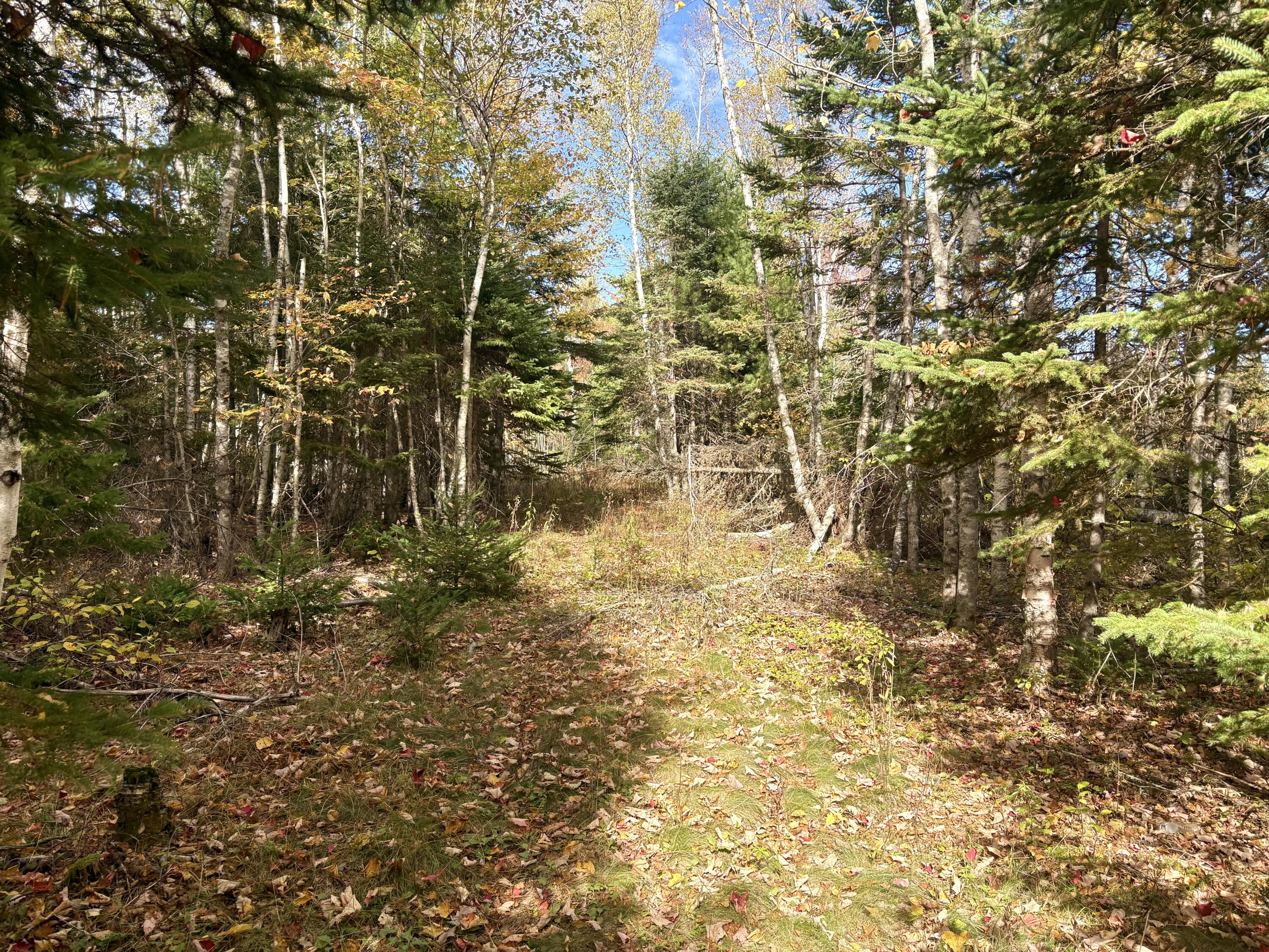 Lot 22 Off South Meadow & Roys Way Road Perry ME 04667
