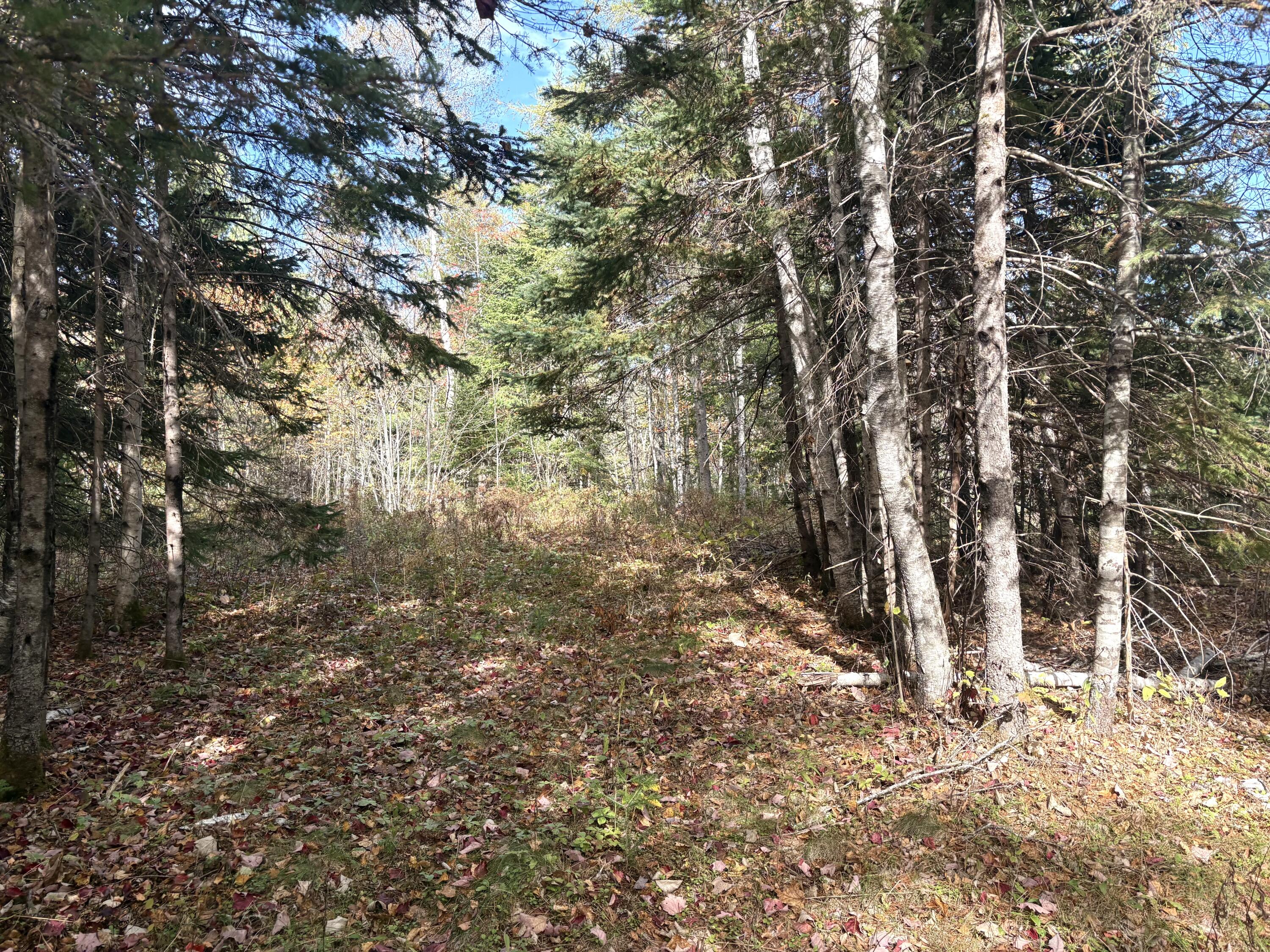 Lot 22 Off South Meadow & Roys Way Road Perry ME 04667