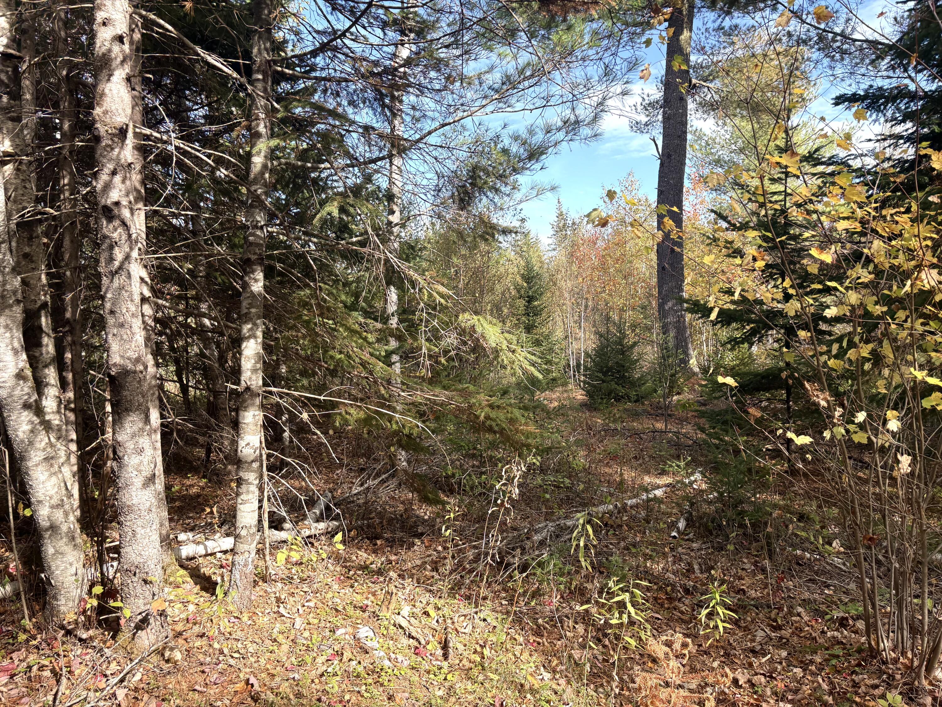 Lot 22 Off South Meadow & Roys Way Road Perry ME 04667