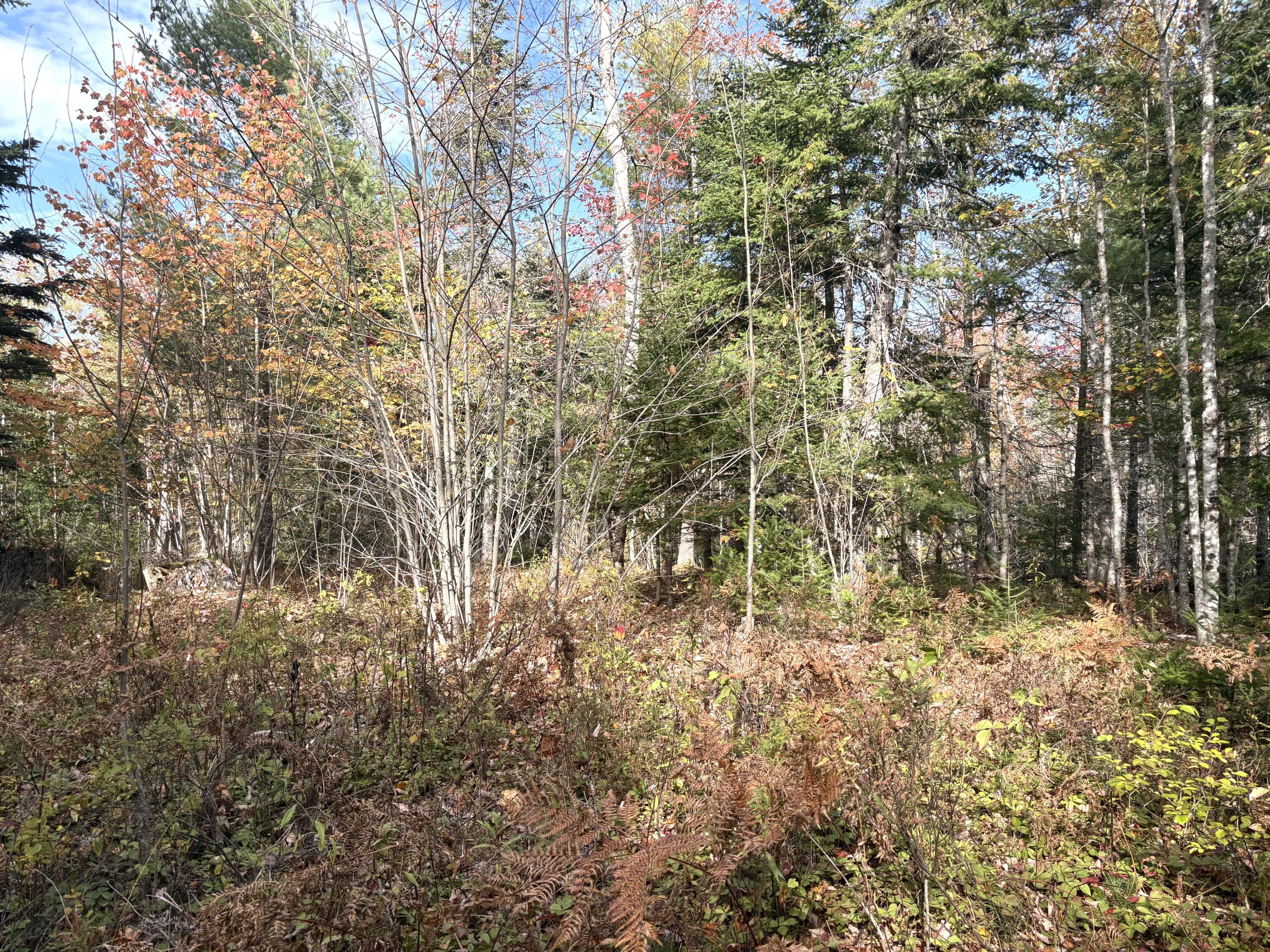 Lot 22 Off South Meadow & Roys Way Road Perry ME 04667