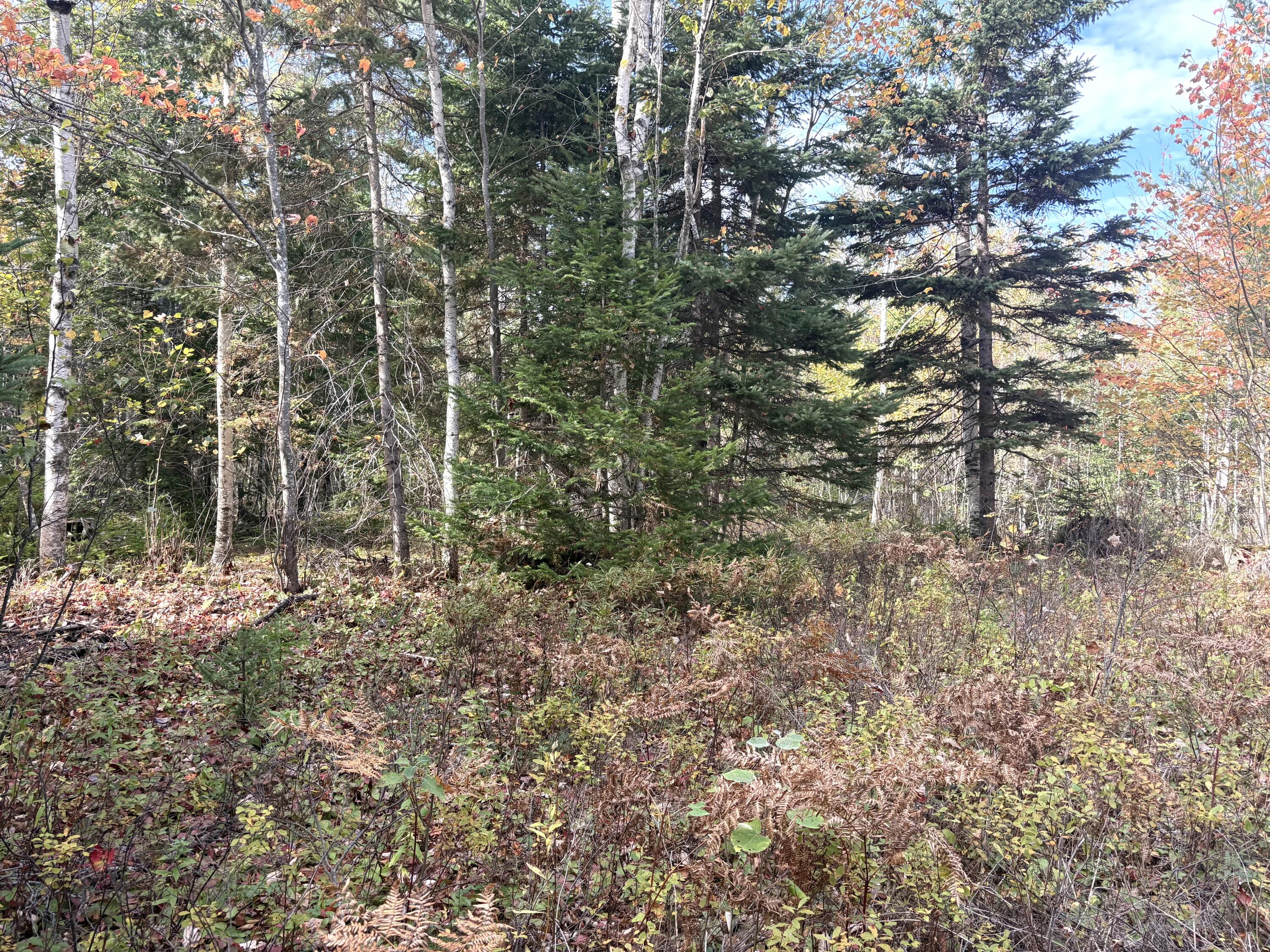 Lot 22 Off South Meadow & Roys Way Road Perry ME 04667