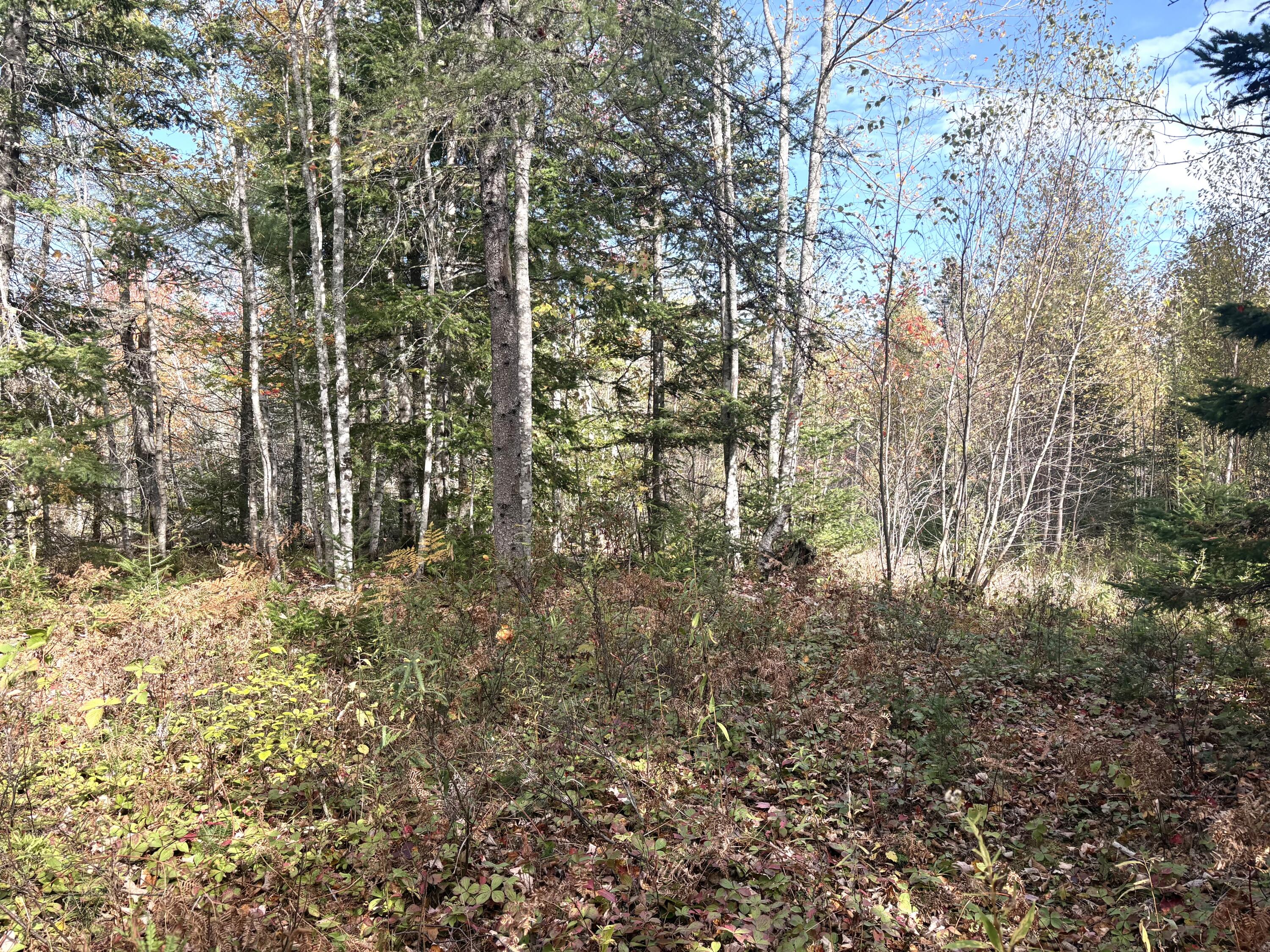 Lot 22 Off South Meadow & Roys Way Road Perry ME 04667