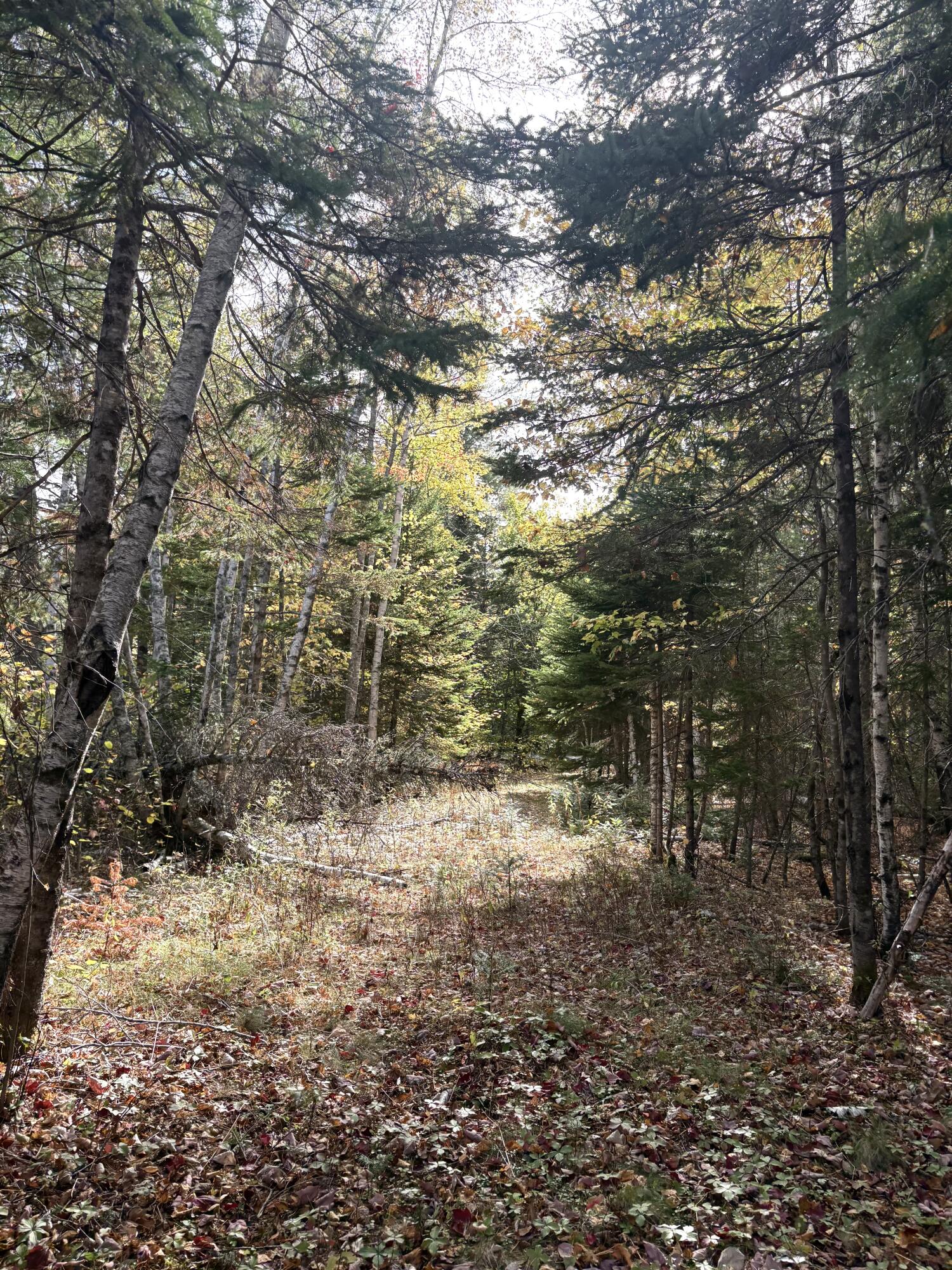 Lot 22 Off South Meadow & Roys Way Road Perry ME 04667