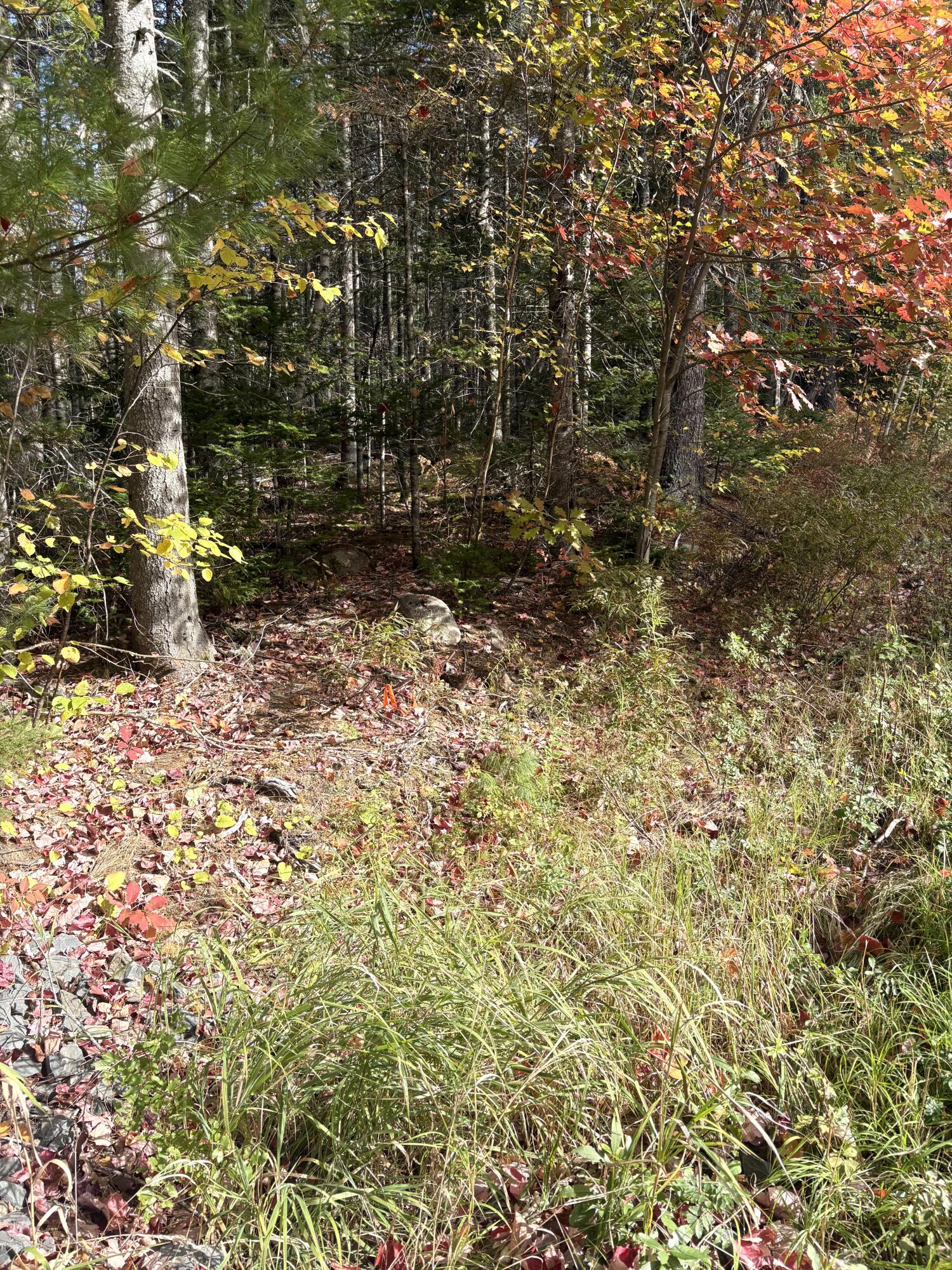 Lot 22 Off South Meadow & Roys Way Road Perry ME 04667