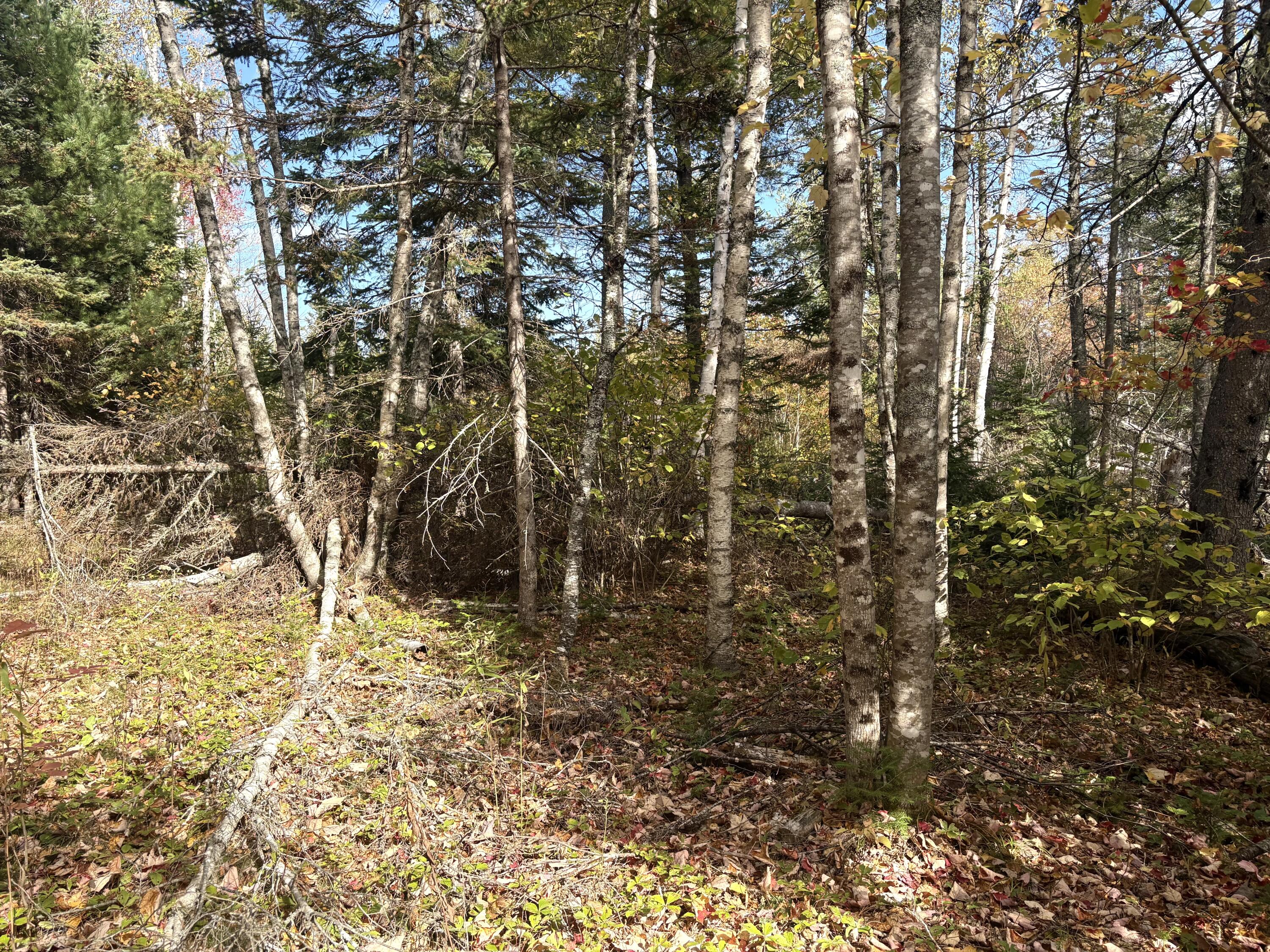 Lot 22 Off South Meadow & Roys Way Road Perry ME 04667