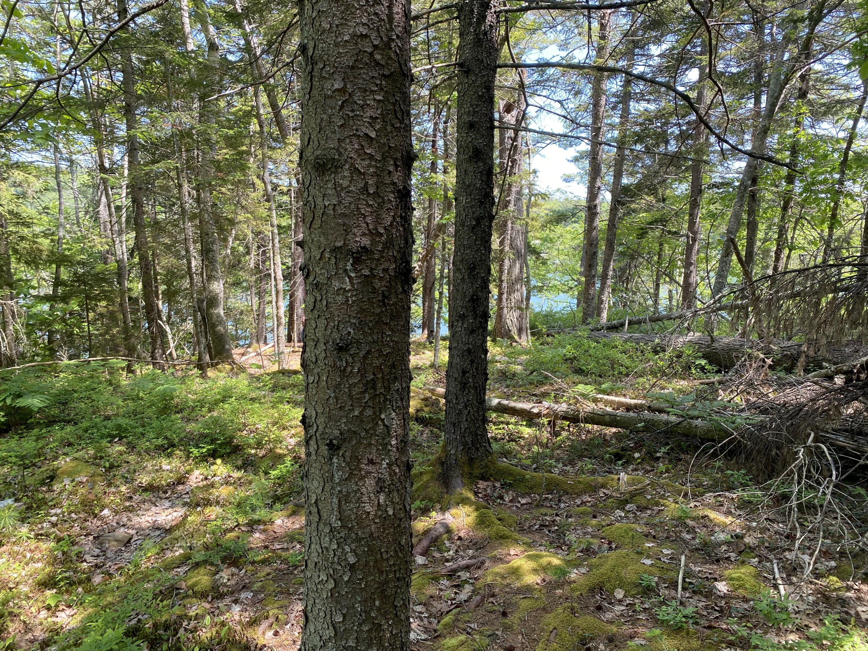 13 Porcupine Lane Westport Island ME 04578