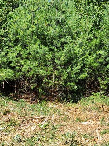 Lot 2 Chloe Way (25 Falmouth Road) Road Falmouth ME 04105