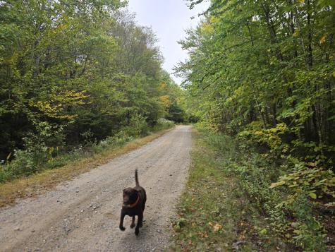 L 60 Eleanor Mae Road Deblois ME 04622