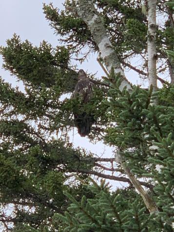 31 Luna Lane Trescott Twp ME 04652