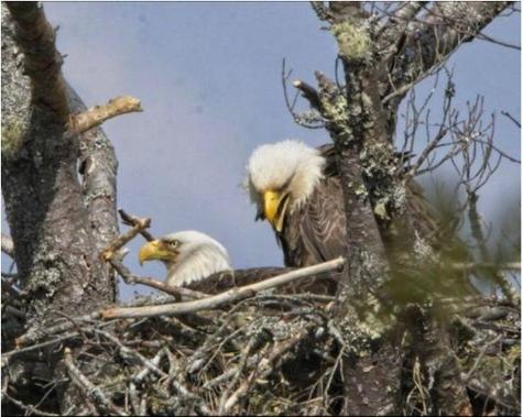 31 Luna Lane Trescott Twp ME 04652