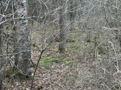 Lot #10 Ridge Road Saint George ME 04860