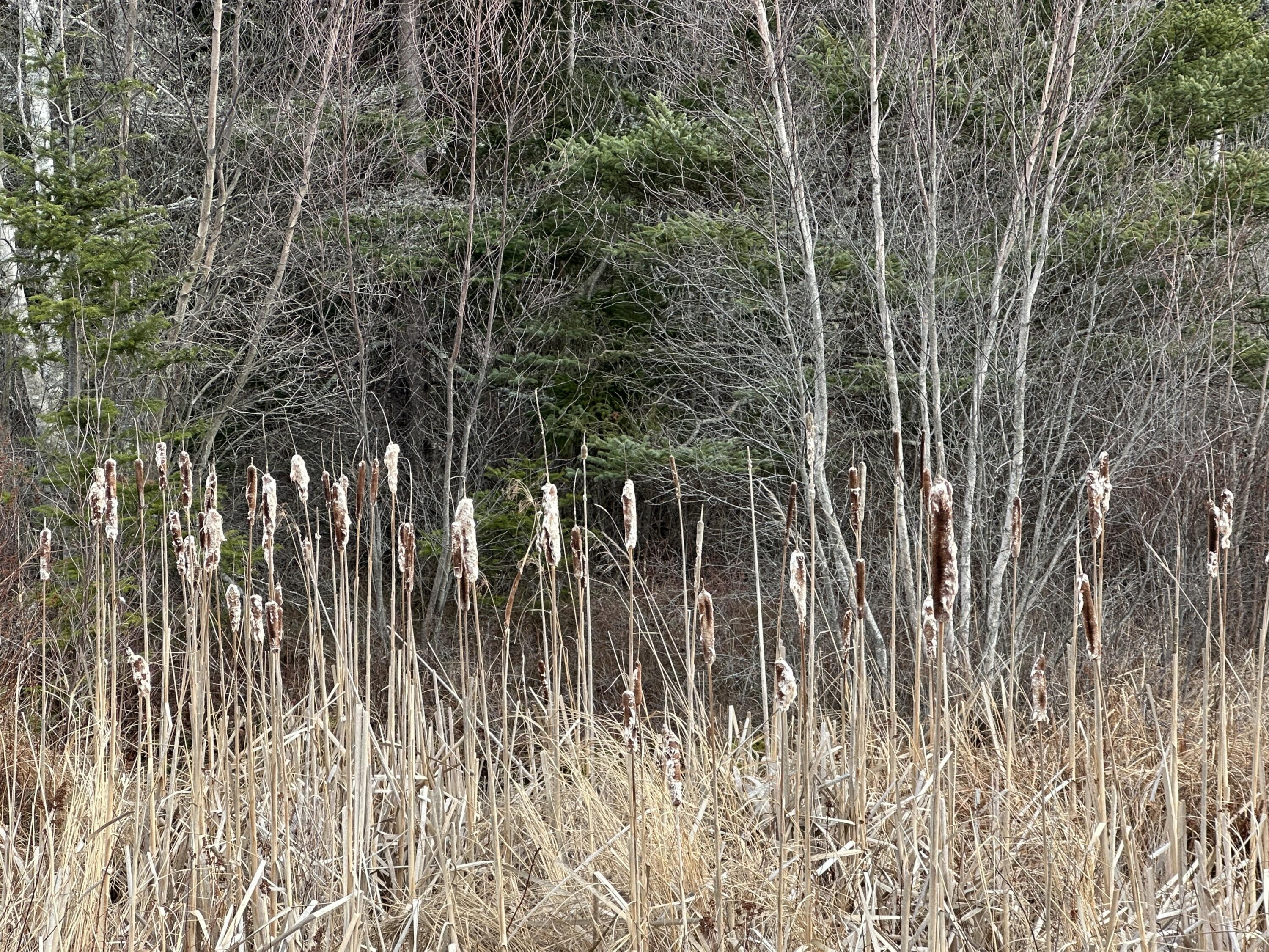 Lot #10 Ridge Road Saint George ME 04860