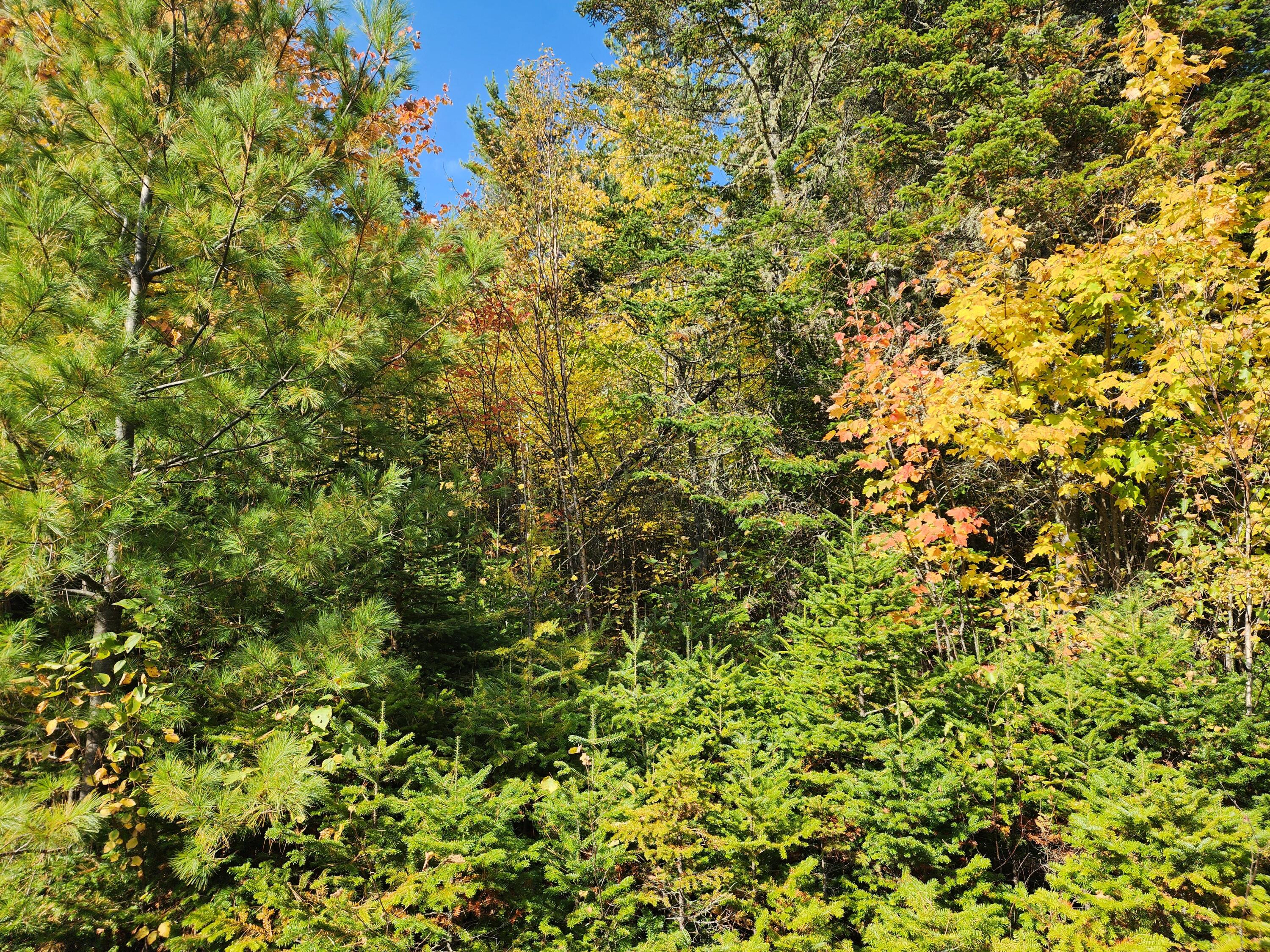 Lot 5-8 Bushey Road Greenville ME 04441