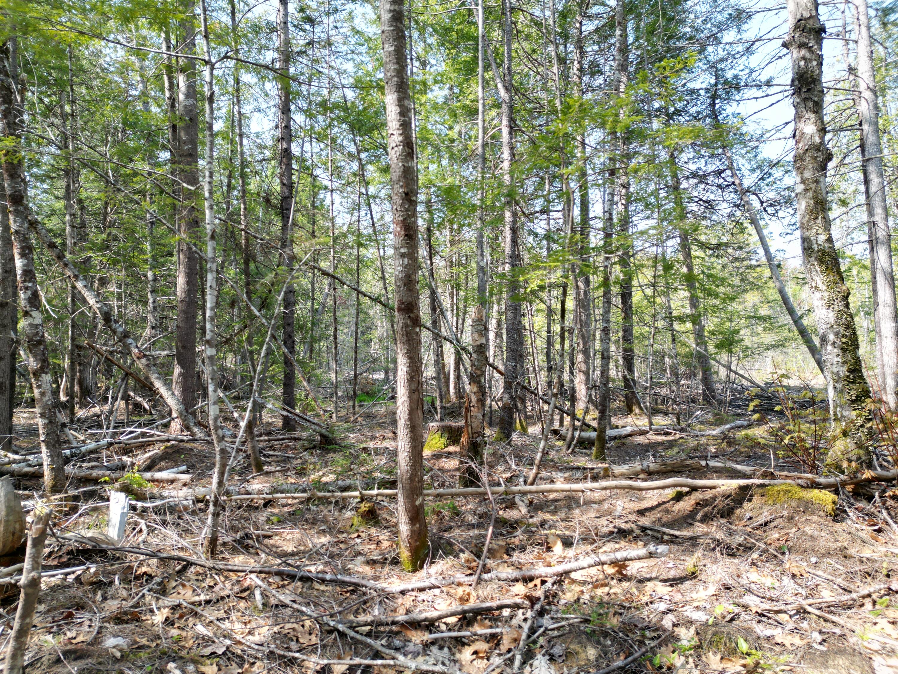 Lot 2 Off Mattamiscontis Road Howland ME 04448