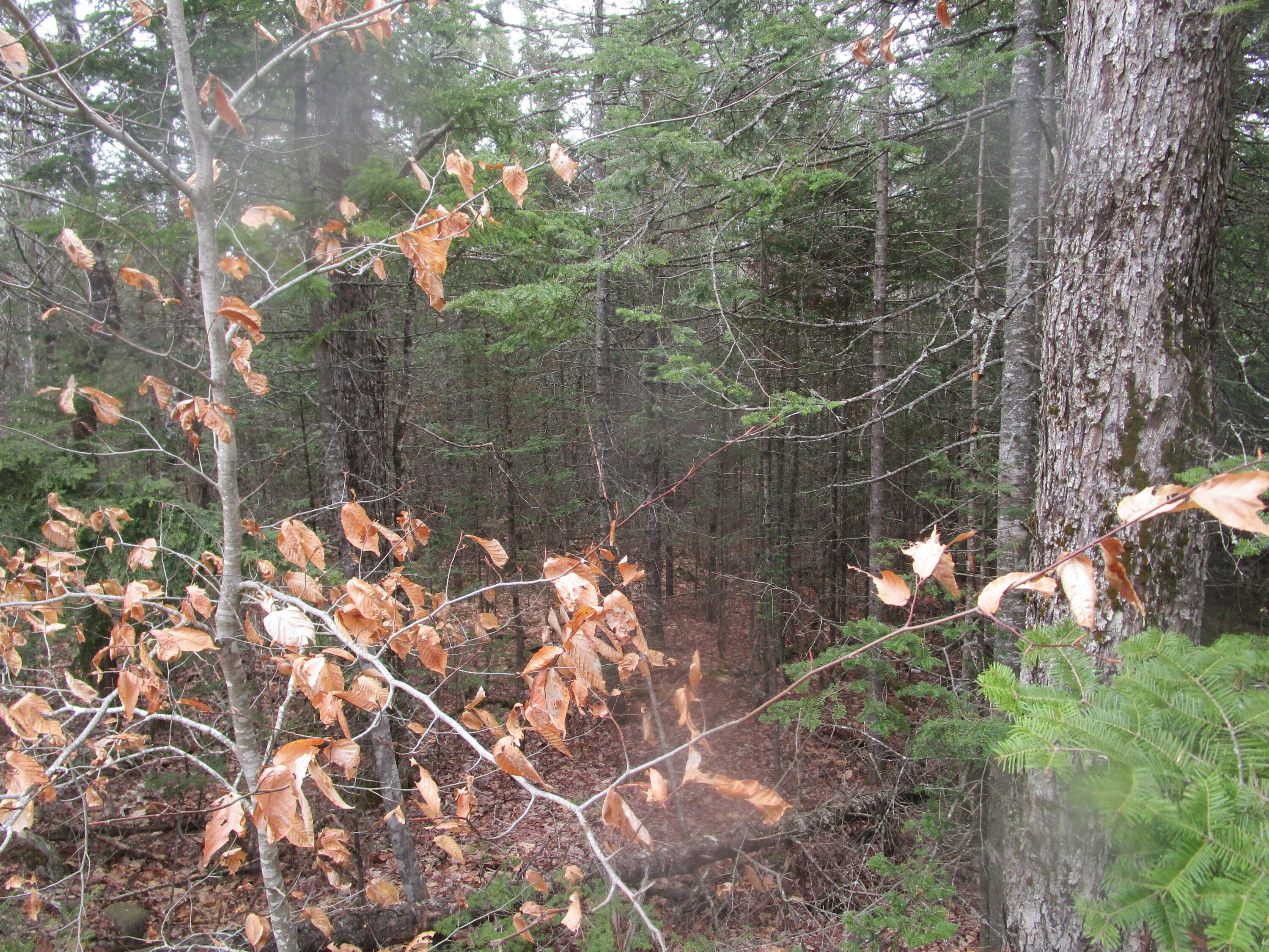 Rt 180 Rebel Hill Road Clifton ME 04428