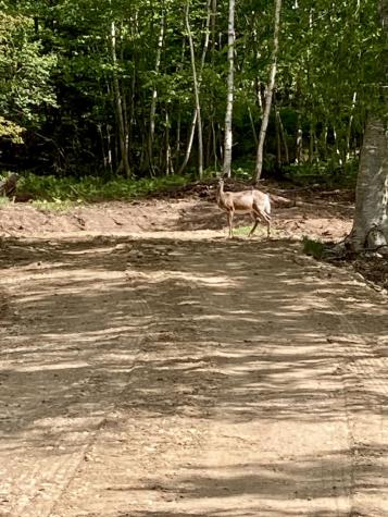 Lot 9-part Route 190 Road Eastport ME 04631