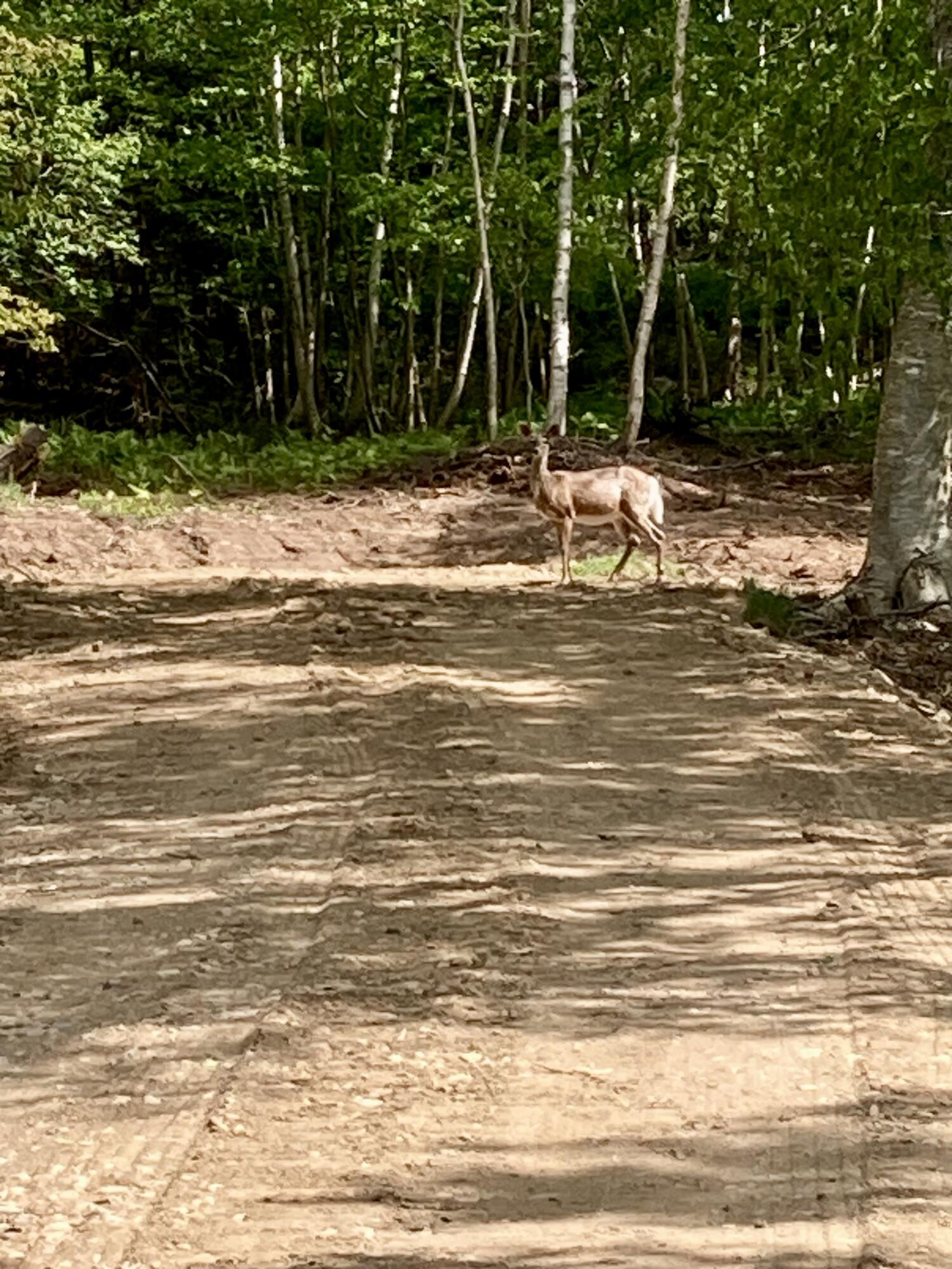 Lot 9-part Rt 190 Road Eastport ME 04631