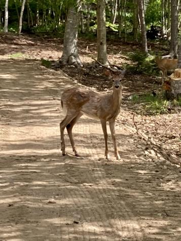 Lot 9-part Route 190 Road Eastport ME 04631