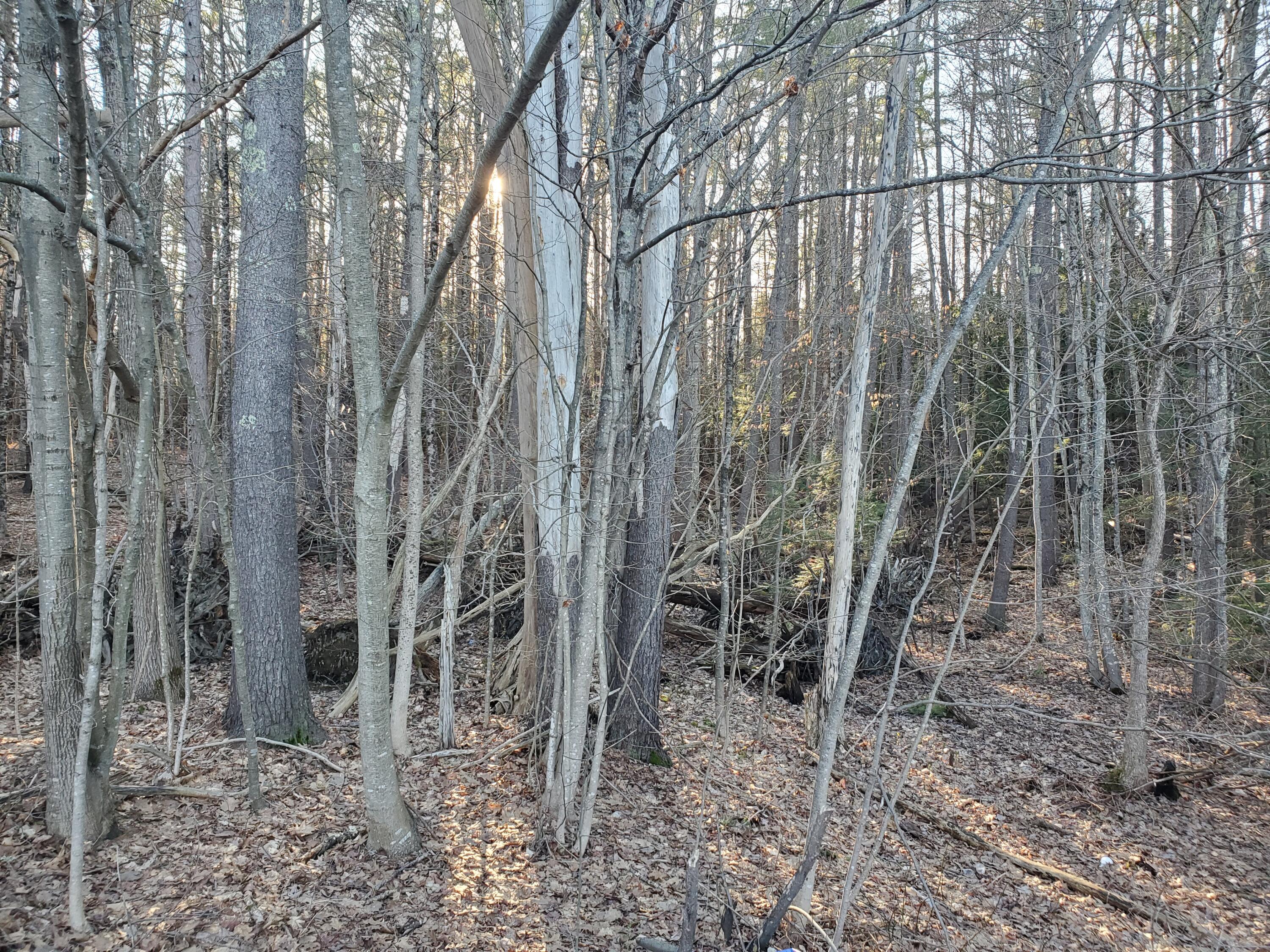 Lot #47 Gray Road Gorham ME 04038