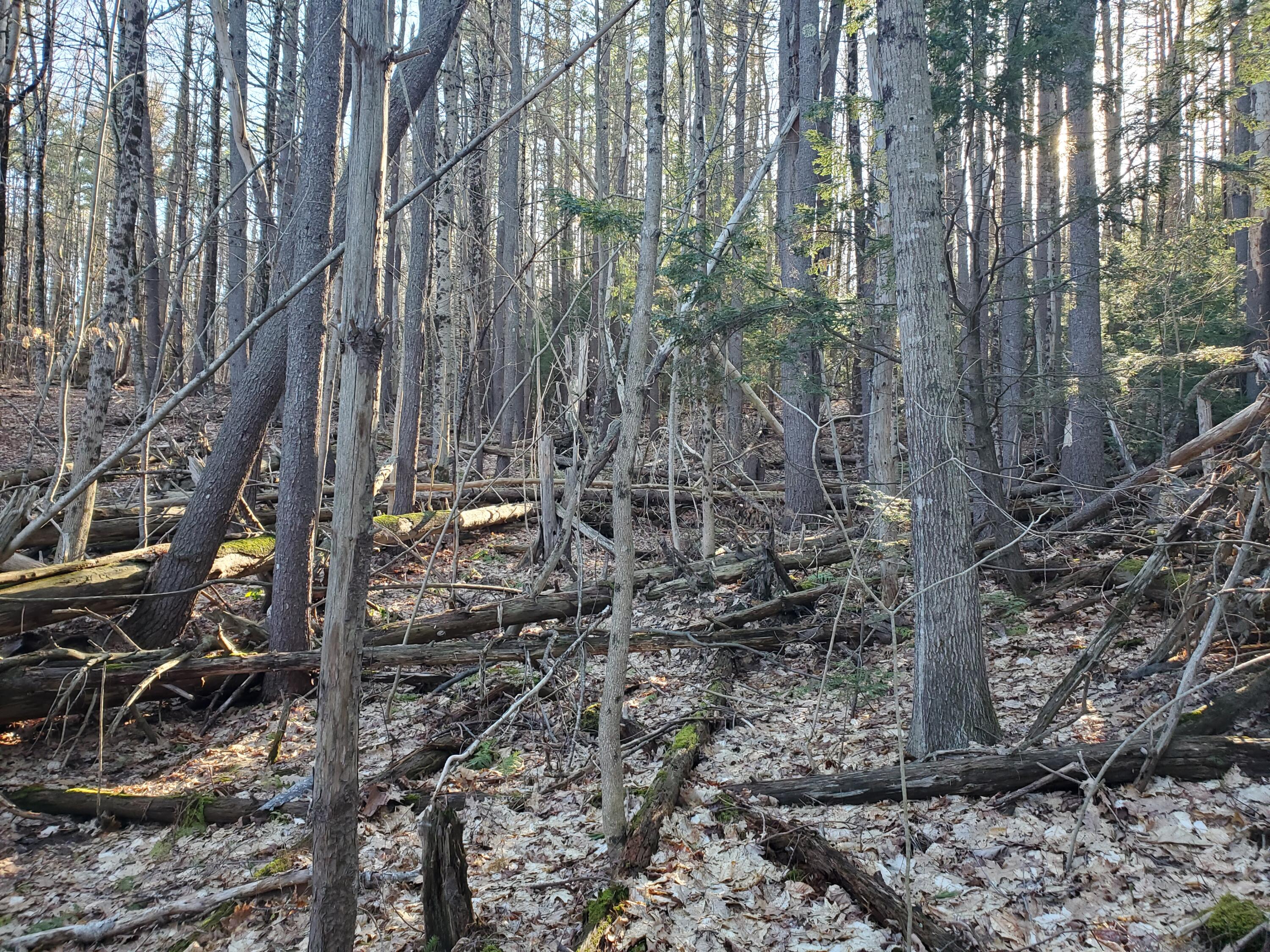 Lot #47 Gray Road Gorham ME 04038