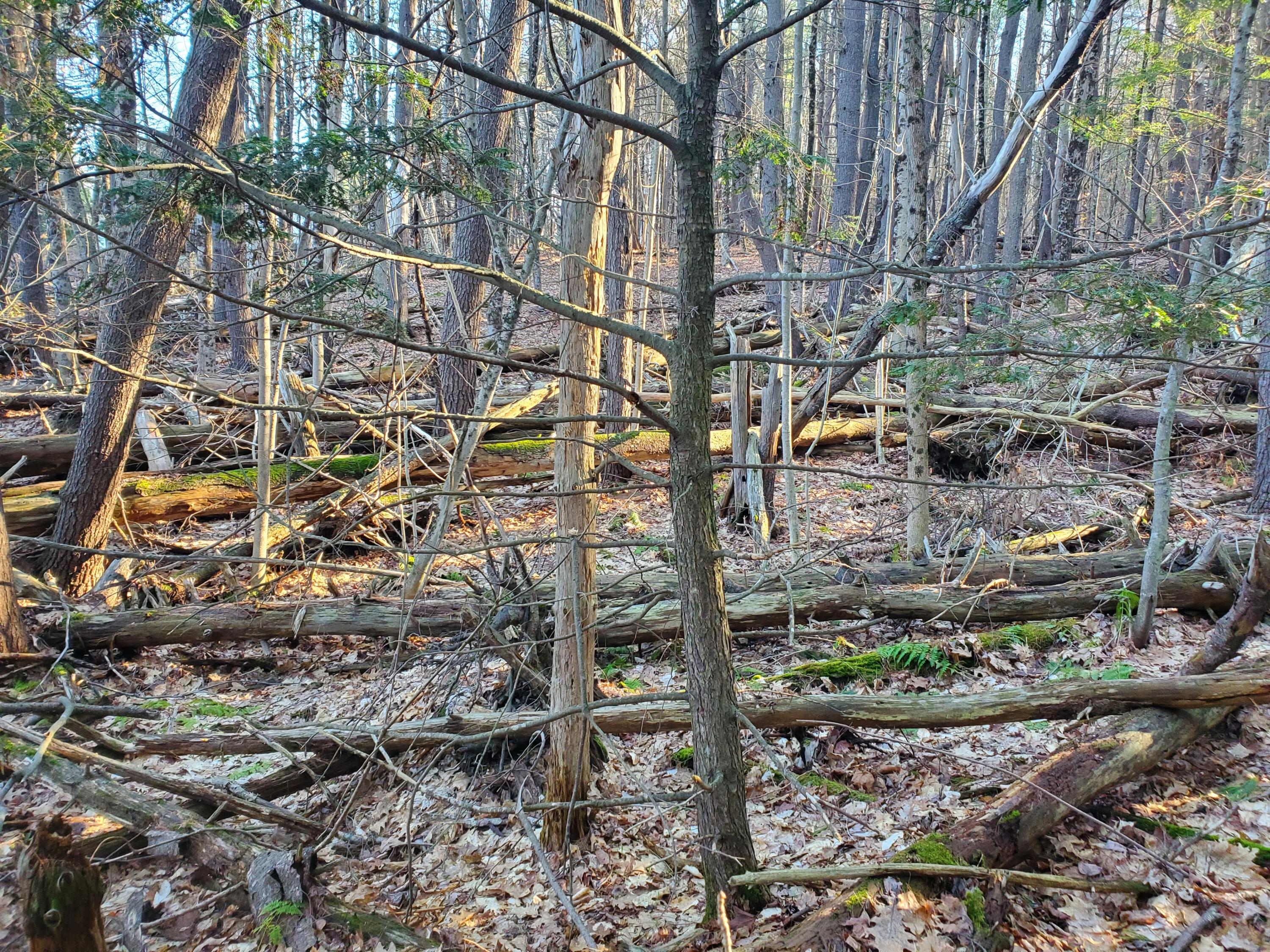 Lot #47 Gray Road Gorham ME 04038