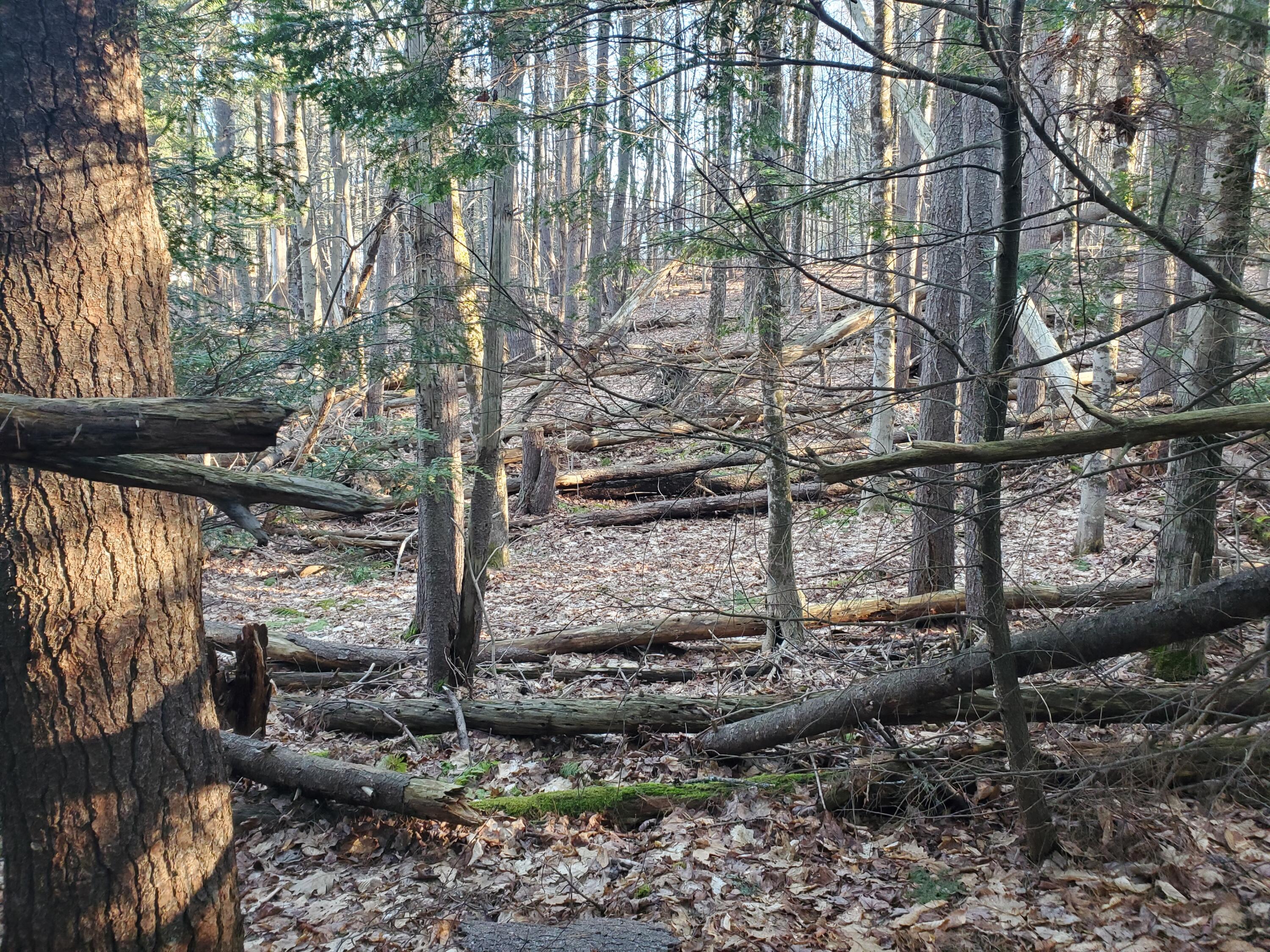 Lot #47 Gray Road Gorham ME 04038