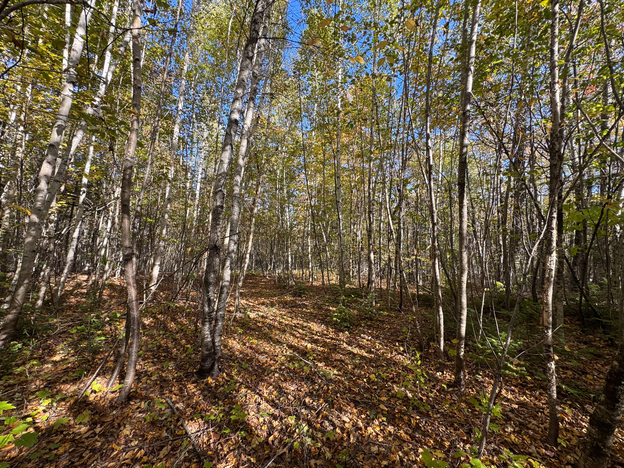 M4 Lot 1-4 Woodland Drive Carmel ME 04419