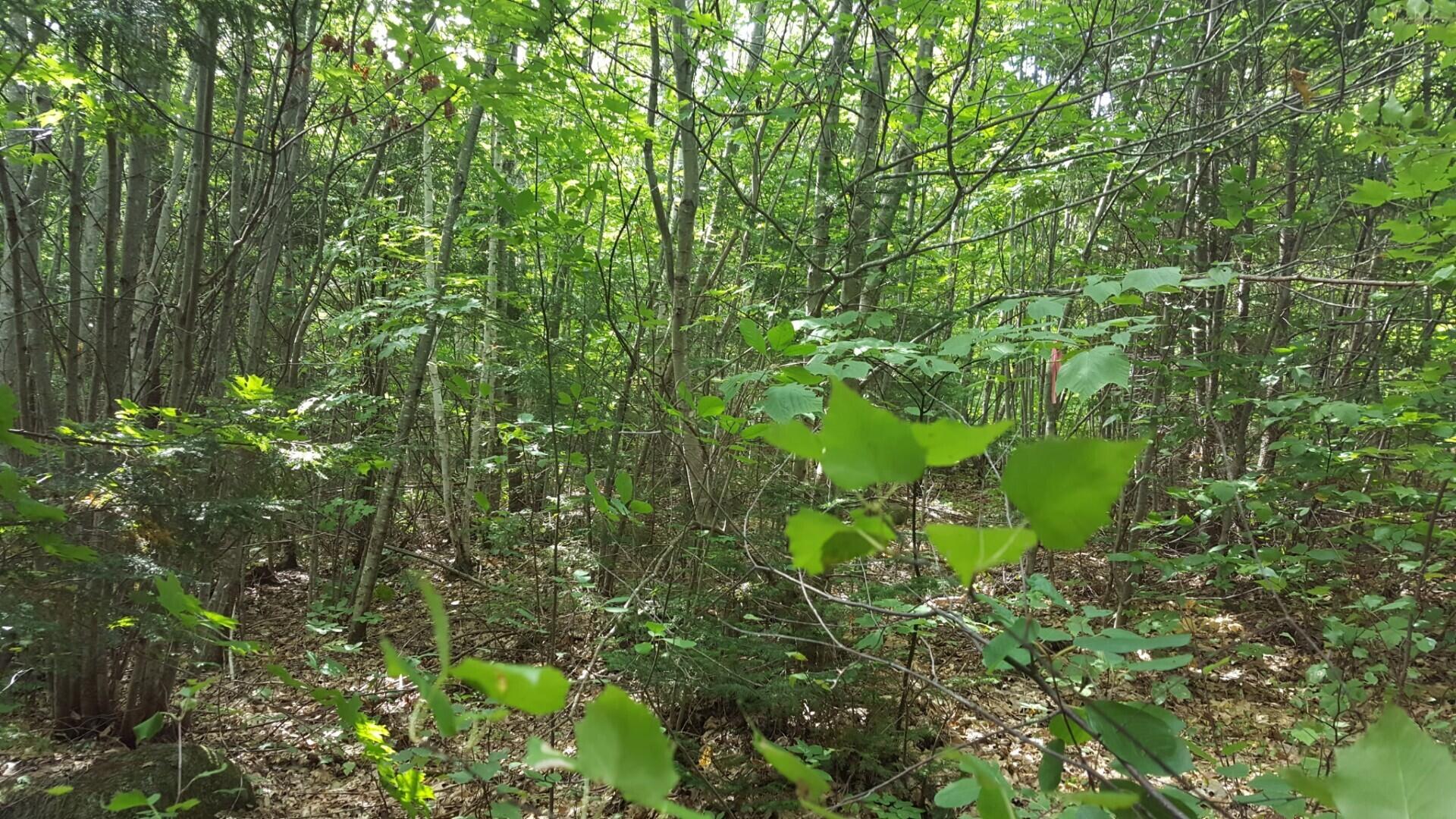 M4 96 & 99 Parker Pond Road Jay ME 04239