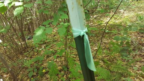 M4 96 & 99 Parker Pond Road Jay ME 04239