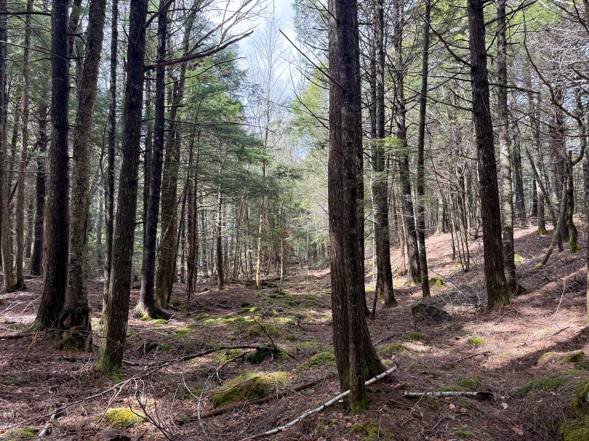 X Smith Cove Road Cathance Twp ME 04657