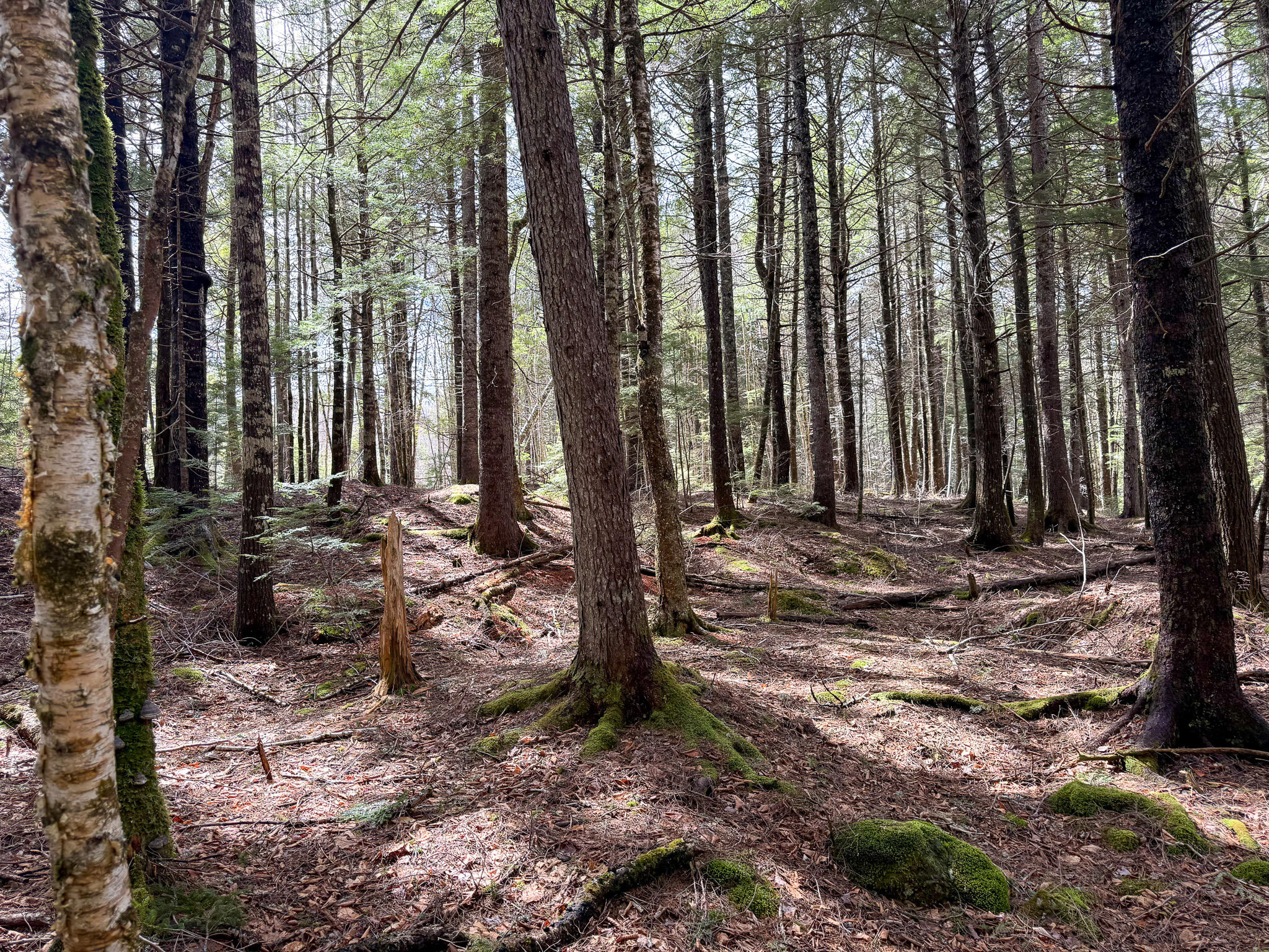 X Smith Cove Road Cathance Twp ME 04657