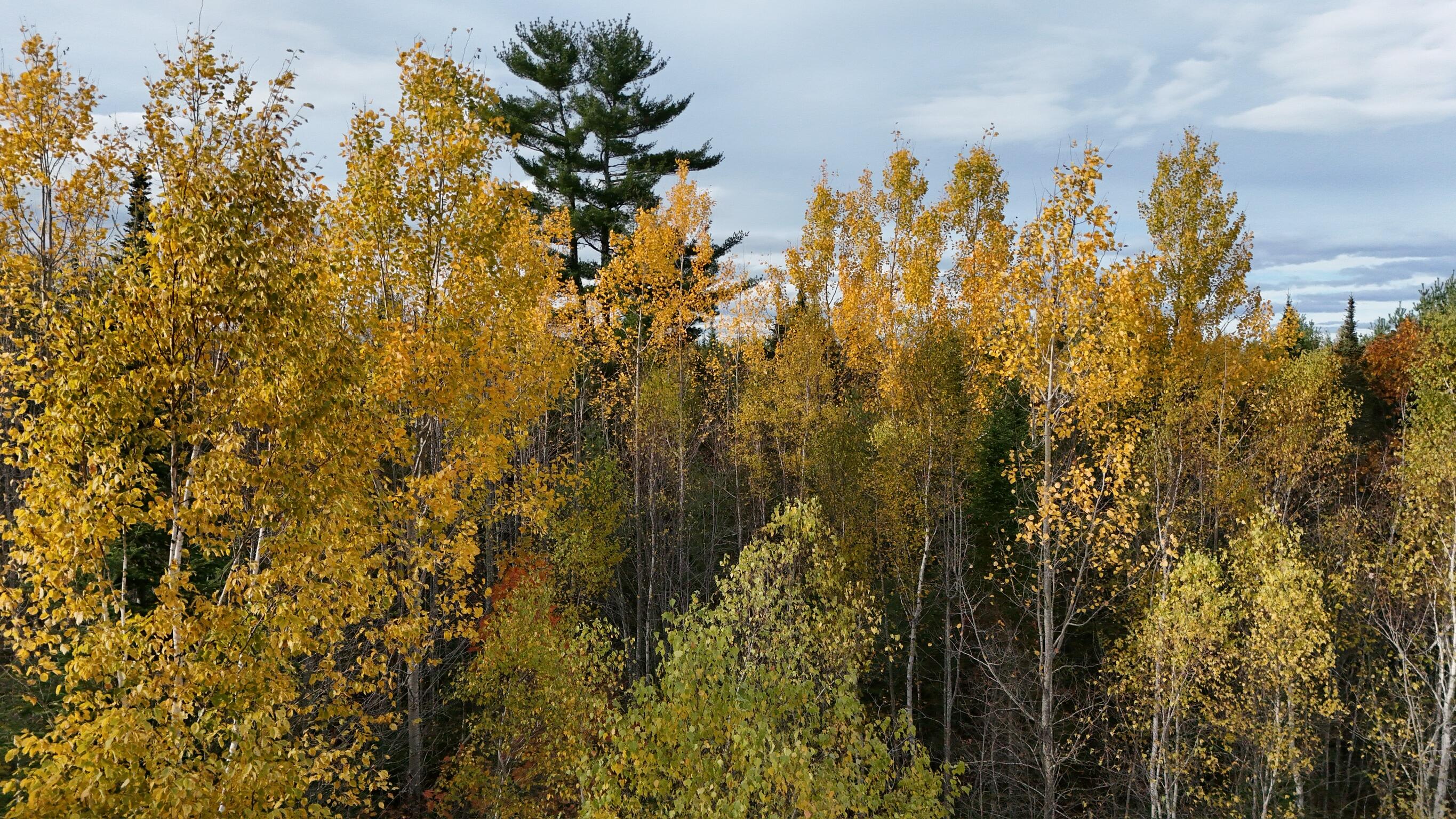 00 Babcock Road Newburgh ME 04444
