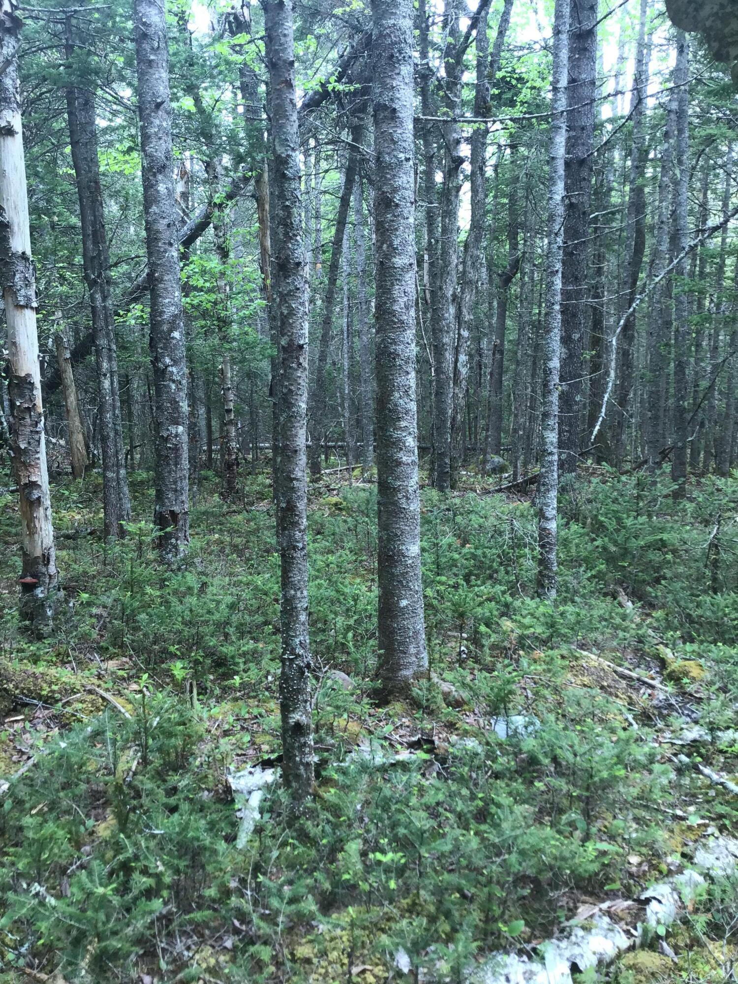 Lot 14 West Bay Road Gouldsboro, ME
