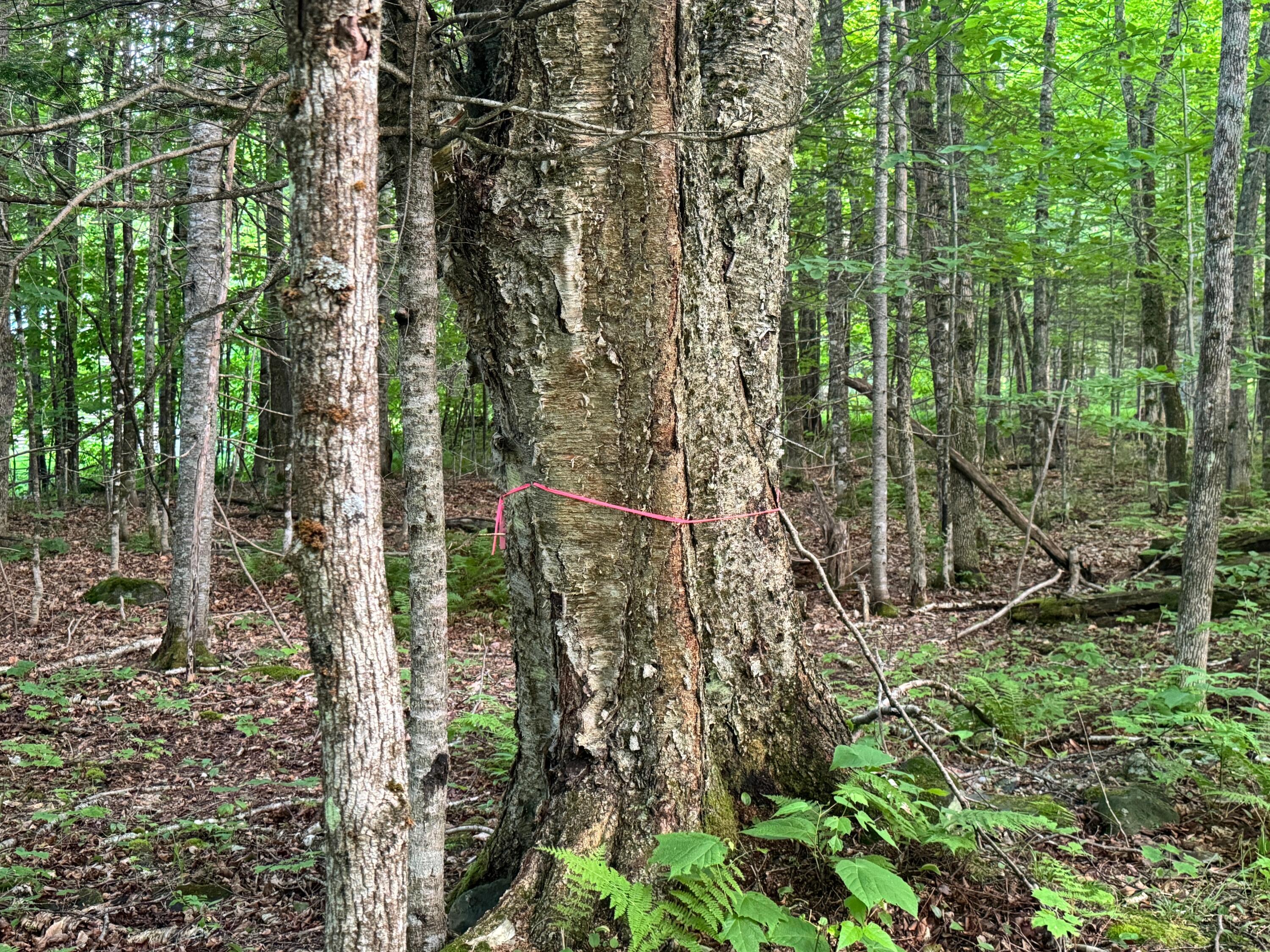 Lot 17 Quarry Avenue Brownville ME 04414